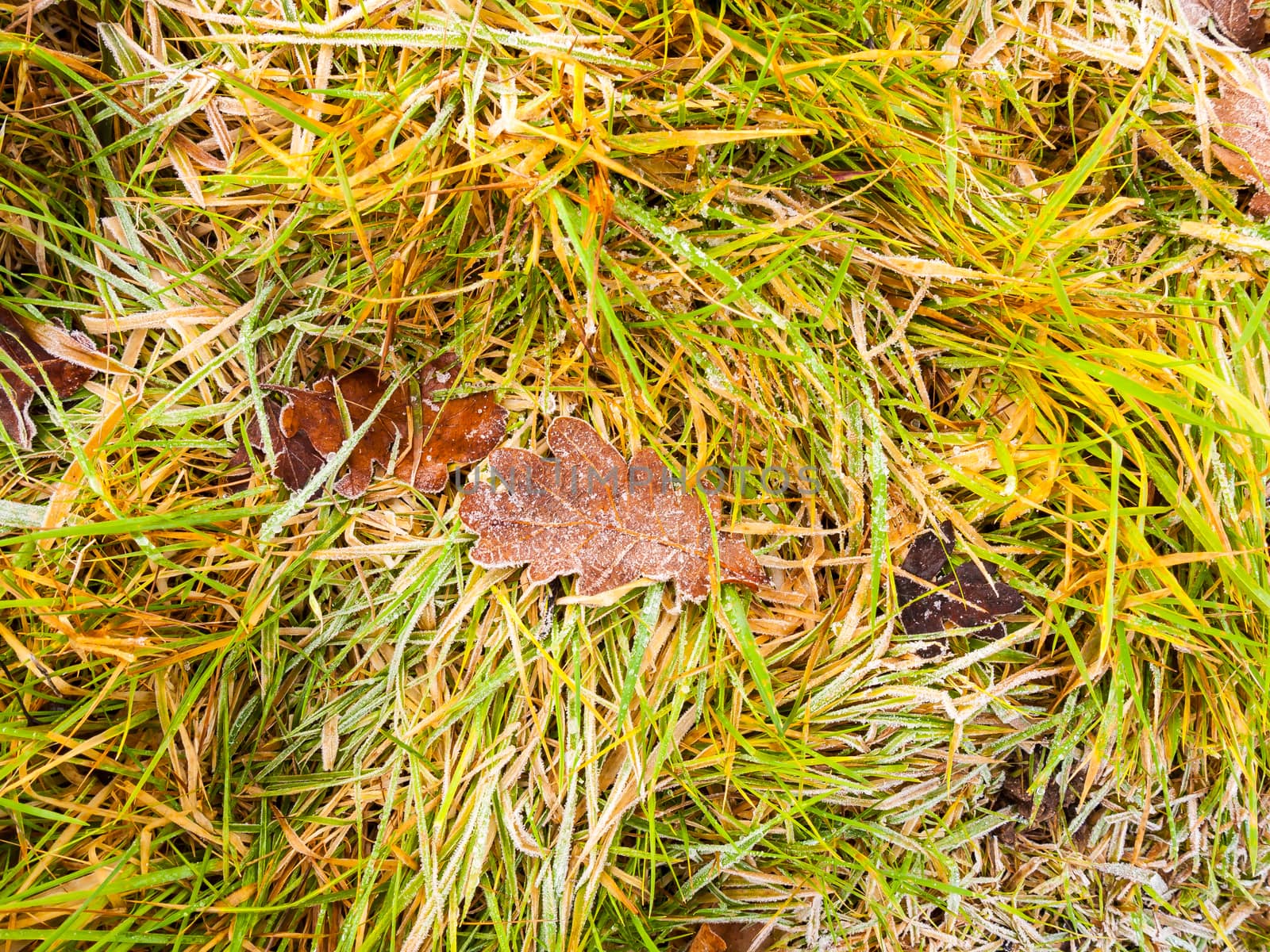 close up of frosty frozen brown oak leaf on grass; essex; england; uk