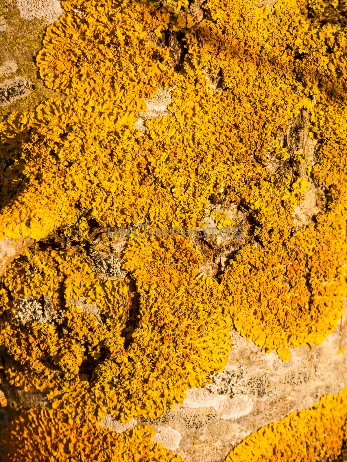 close up macro yellow moss lichen on wood bark; essex; england; uk