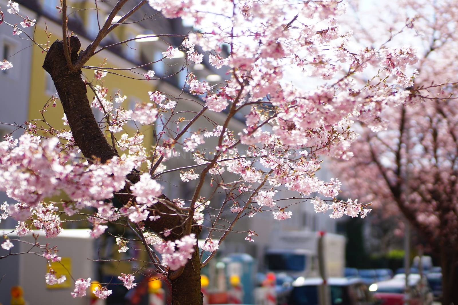 cherryblossoms in munich near the alps