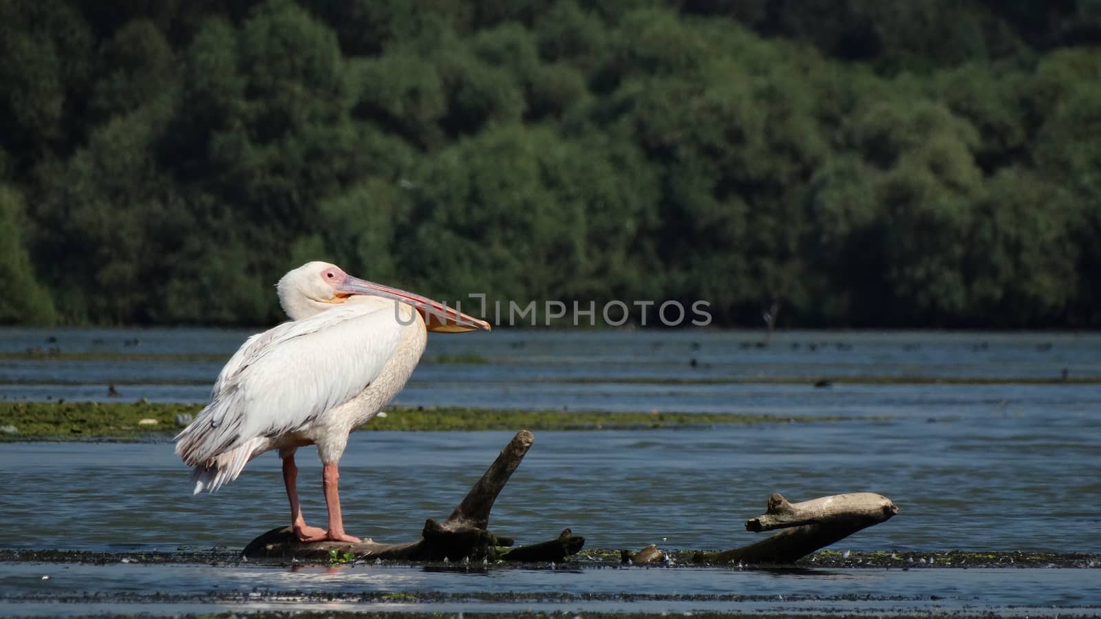 A common pelican standing on tree trunk on the surface of a lake in the delta