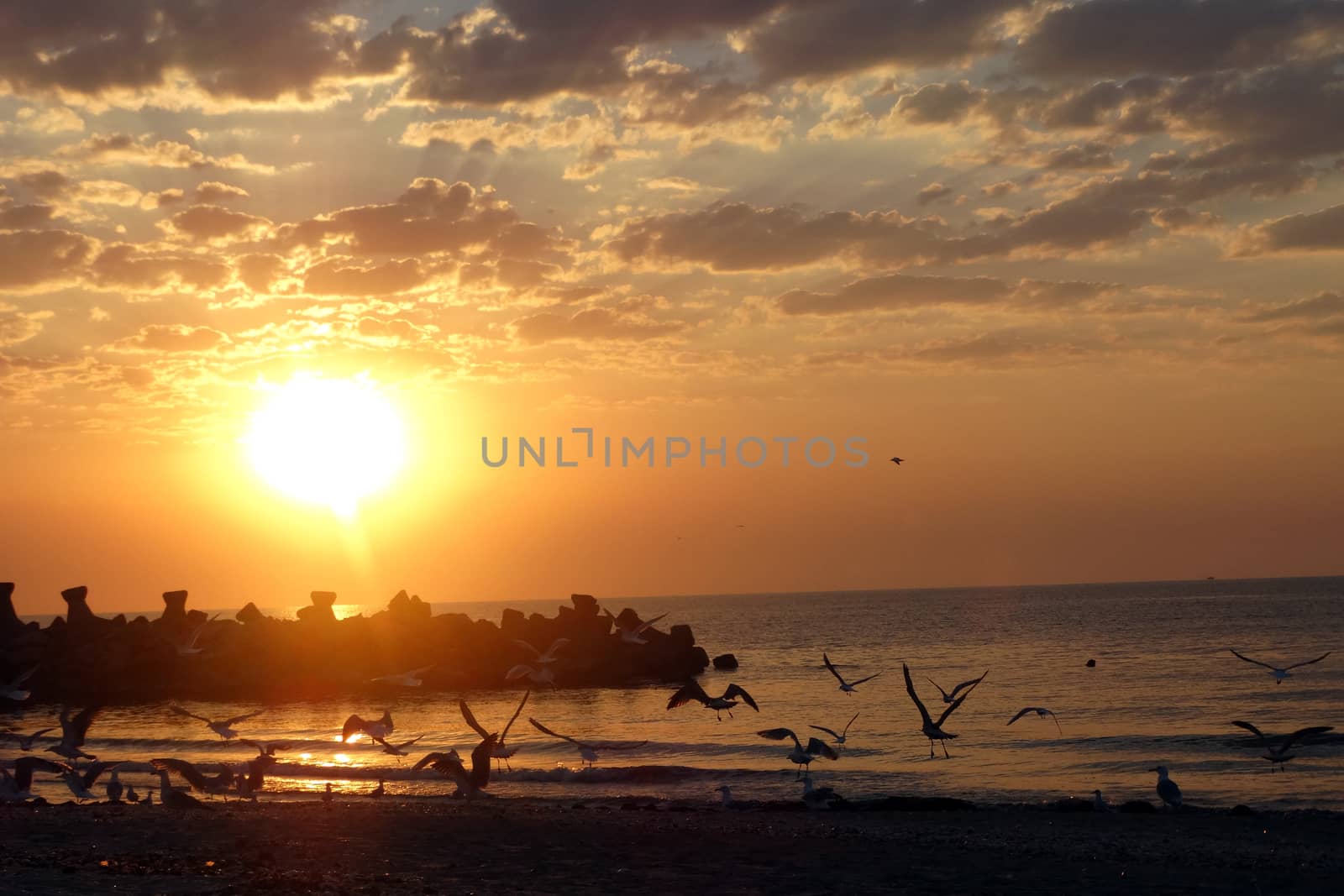 Group of seagulls flying over the sea at sunset with orange sky and some clouds