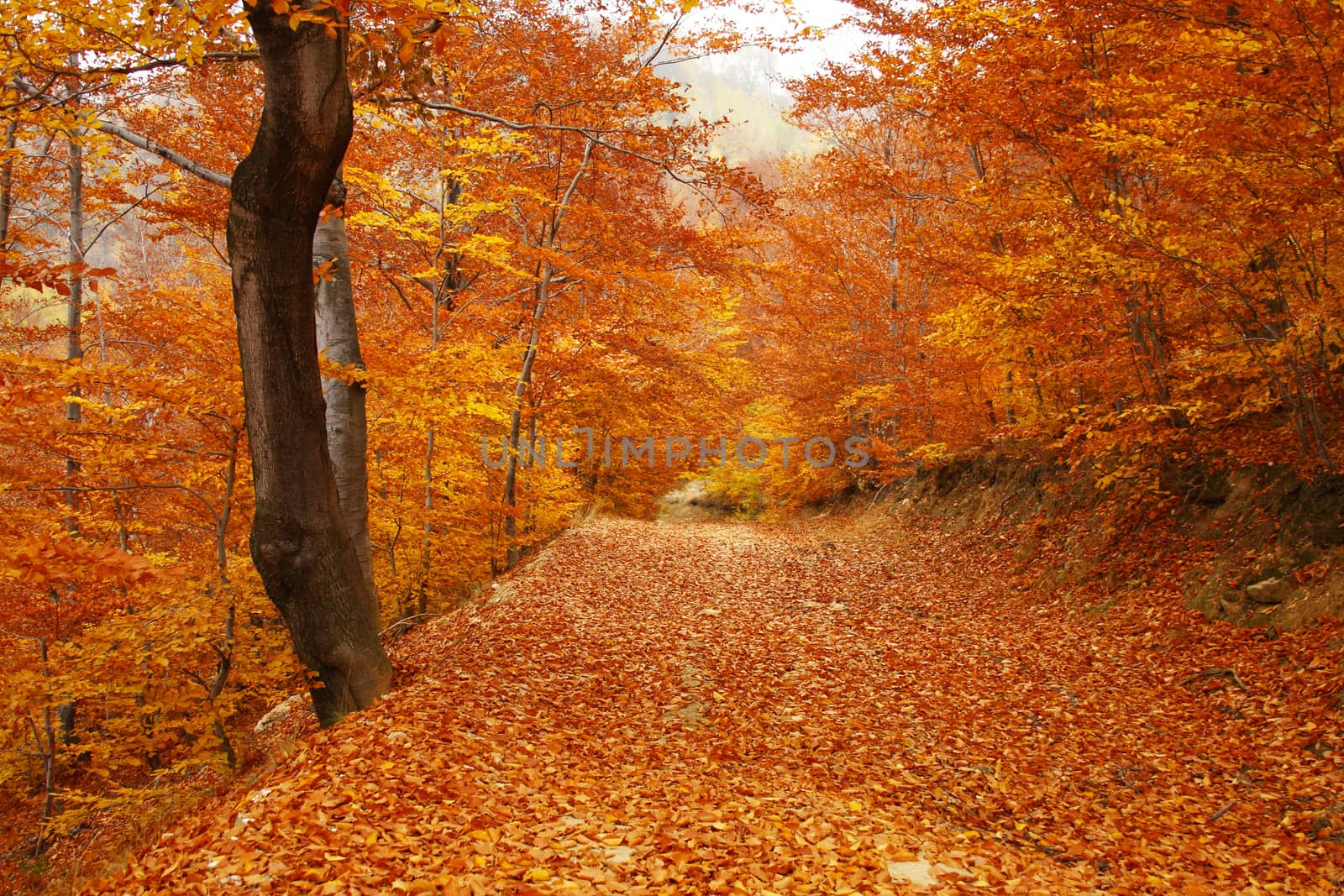 Mountain forest trail in autumn covered with brown leafs