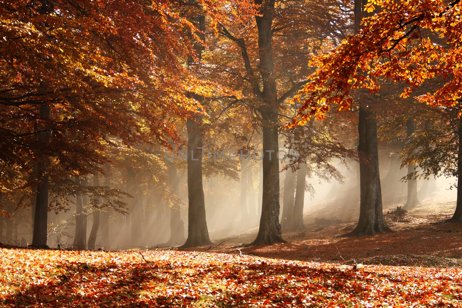 Nice sun rays through the fog and branches of trees in autumn, with brown leafs and misty atmosphere.