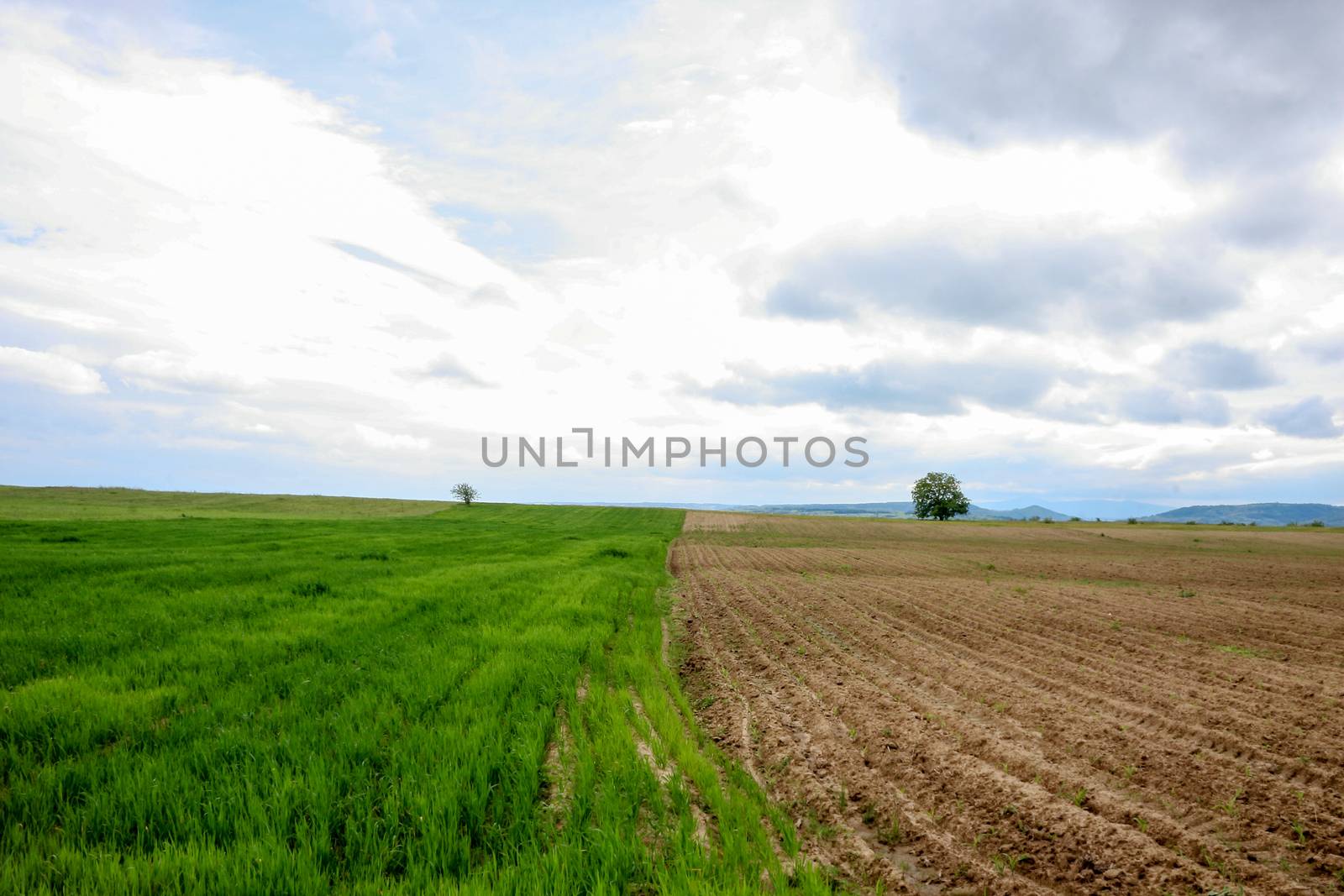 Two different parcels on a field with different stages of plant growth and a nice contrast between green and brown