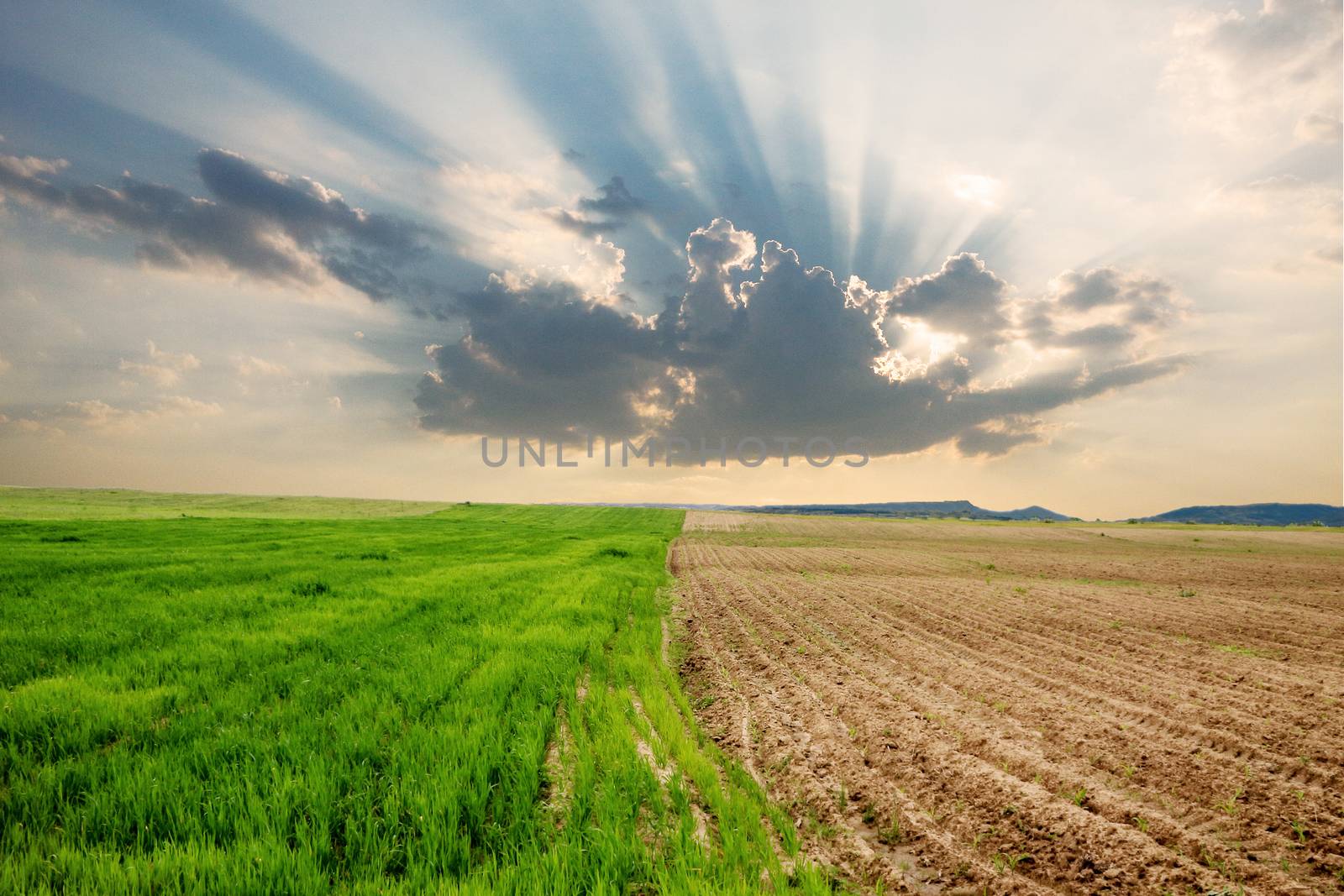 Two different parcels on a field with different stages of plant growth and a nice contrast between green and brown and an athmospheric phenomenon of sunrays bursting through a cloud