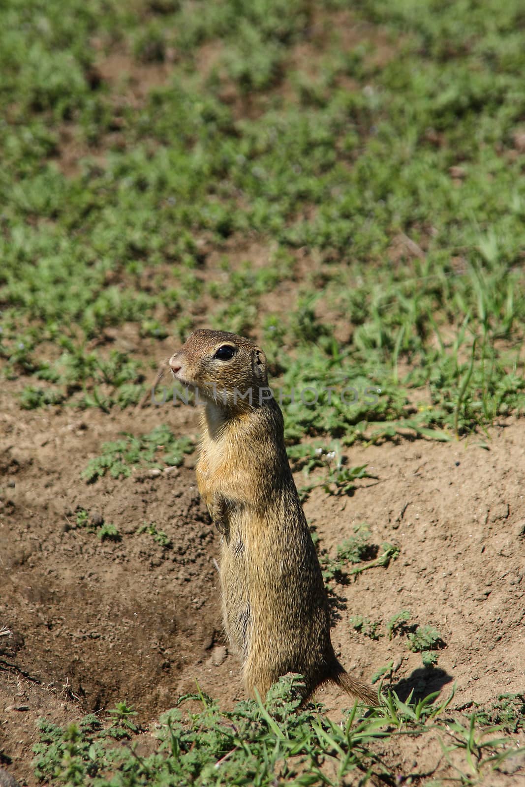 A small rodent - Citellus citellus - in an alert stance next to it's den dug in the soil