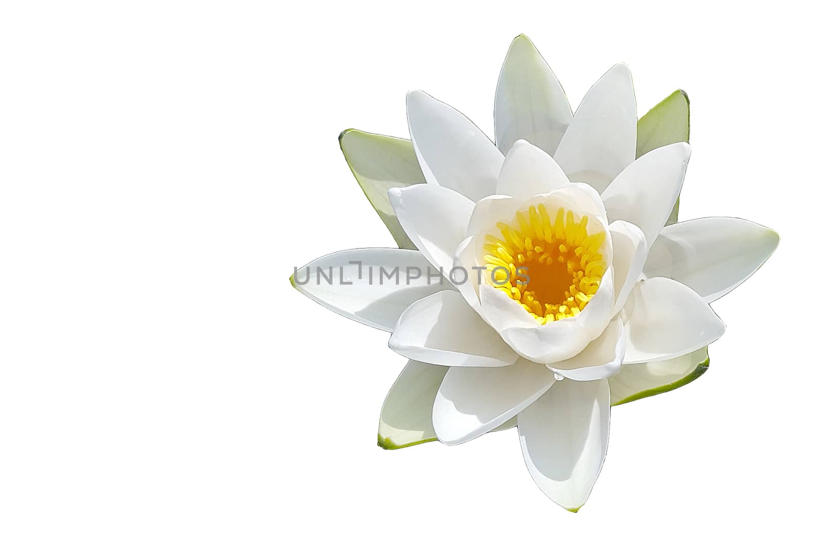 Single Isolated flower of water lily on white background