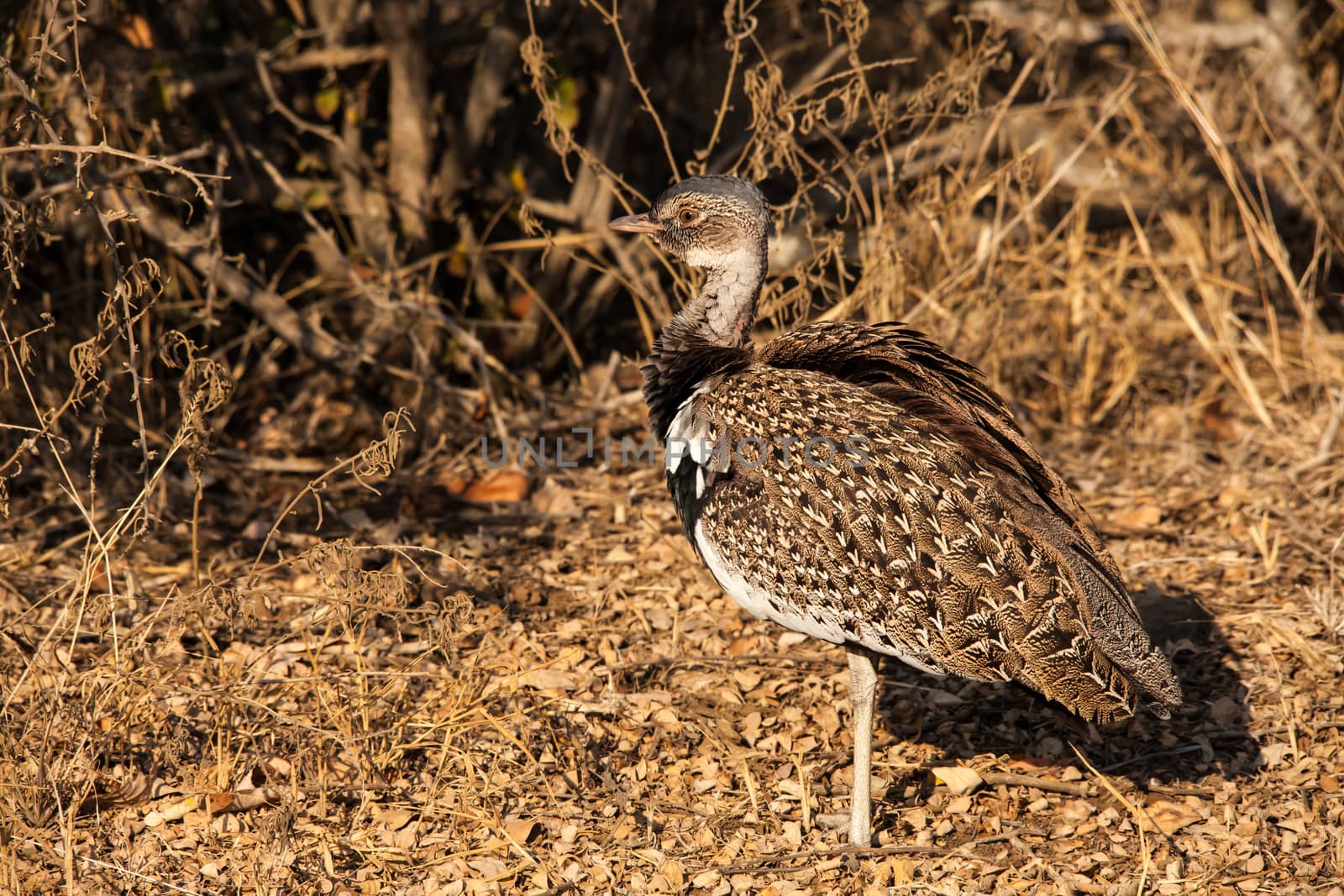 Male Red Crested Korhaan (Eupodotis ruficrista) by kobus_peche