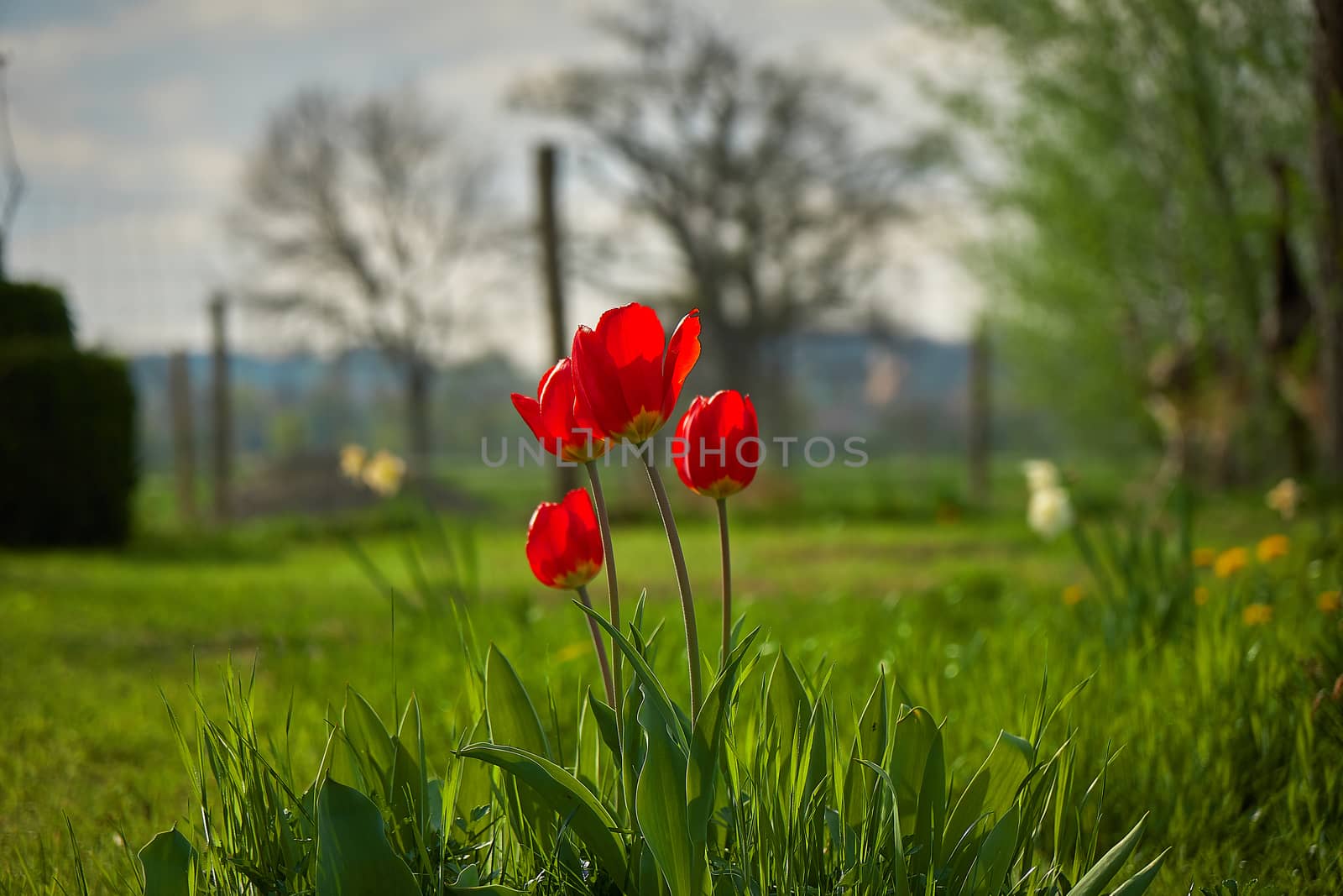 Group of red tulips in the park. Spring landscape.