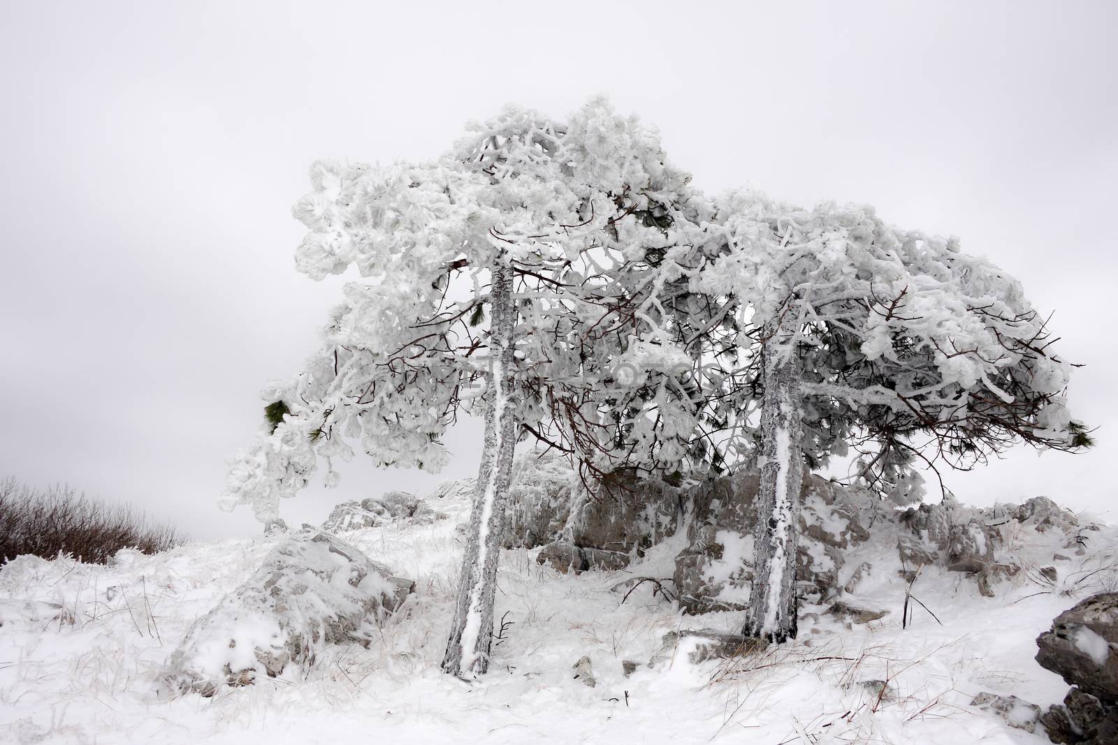 A couple of pines covered in a thick layer of ice with snowy branches. Overcast atmosphere and frozen snow landscape in the mountains in a harsh winter environment.