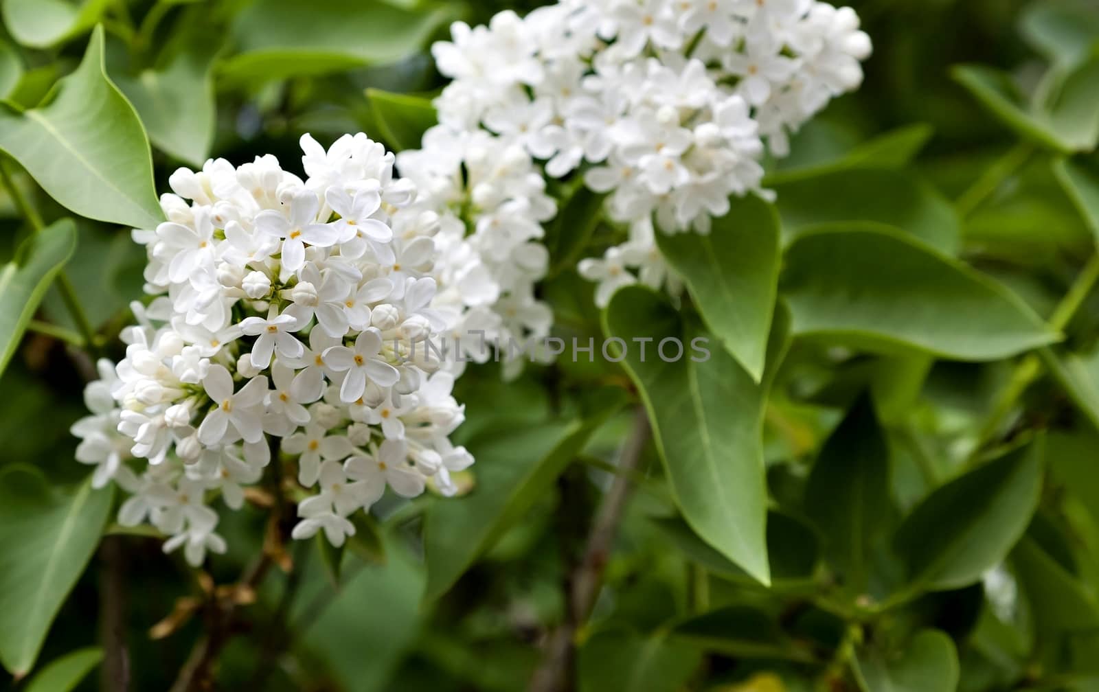 branch of white lilacs just bloomed on the tree by valerypetr