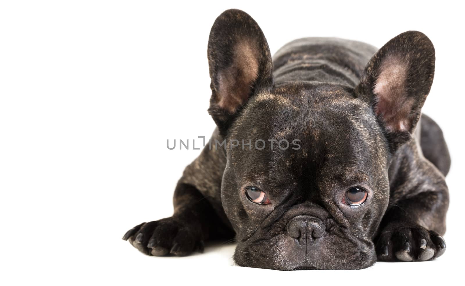 animal dog French bulldog lying on white isolated background