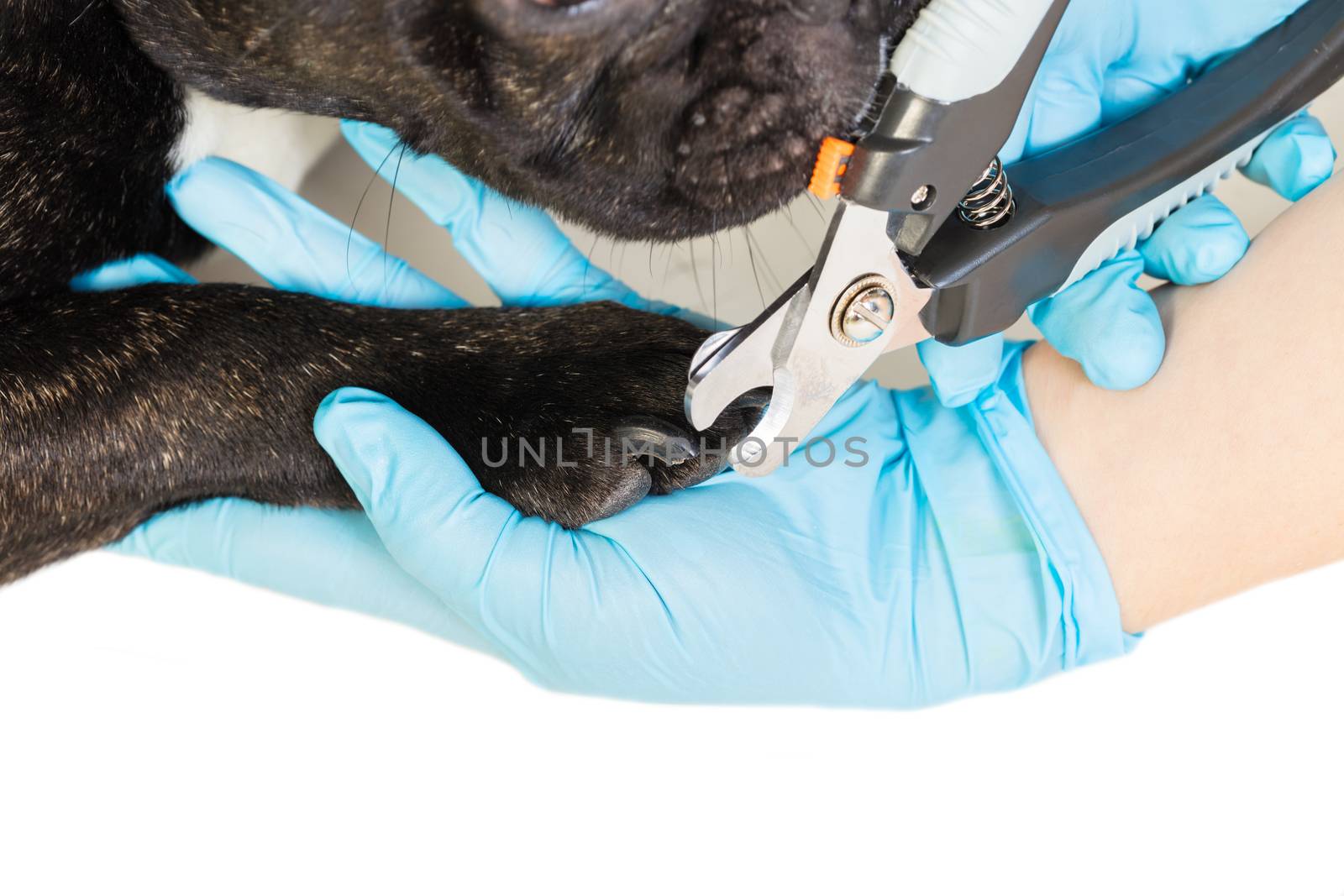 veterinarian cuts the dog's claws to a French bulldog