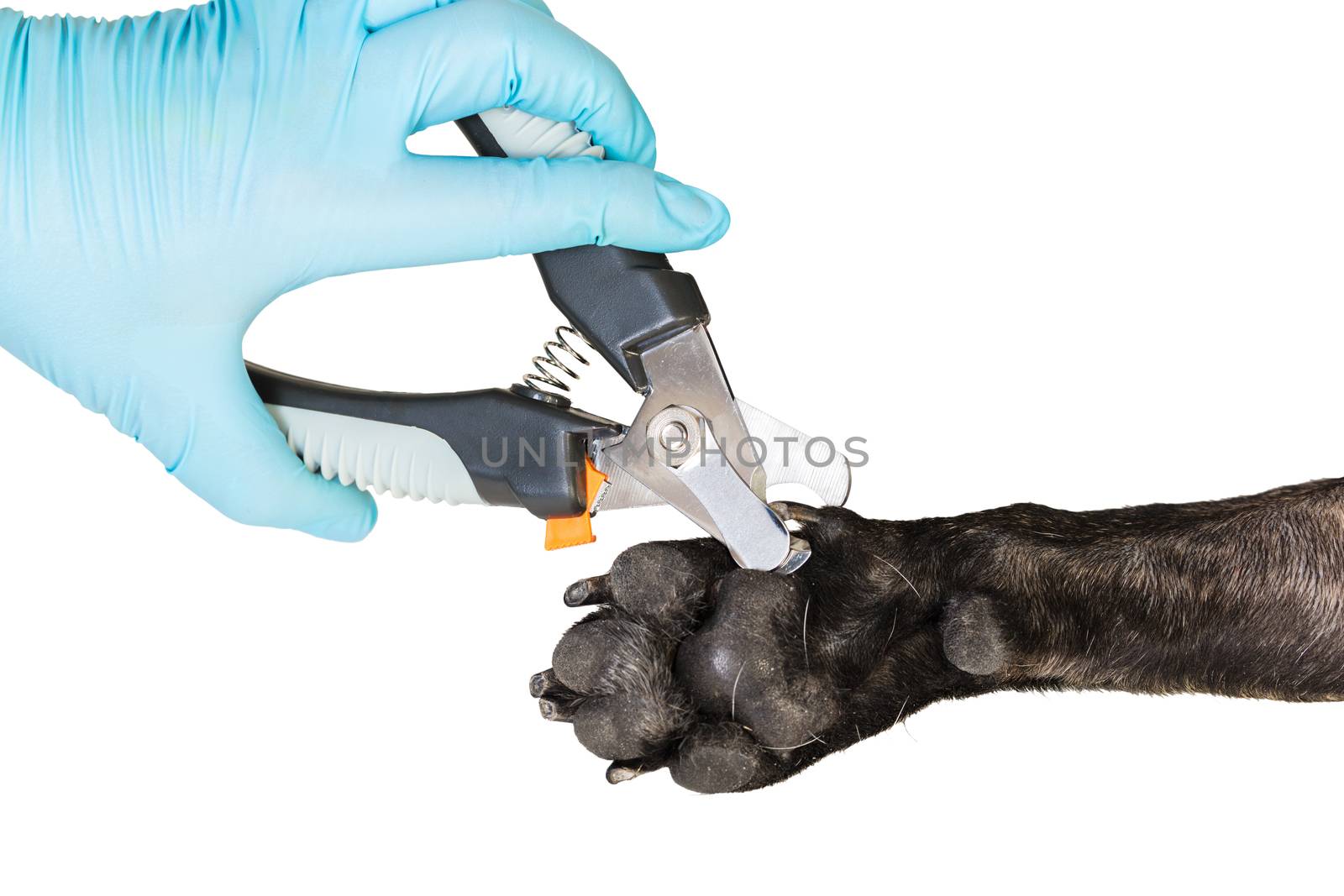 veterinarian cuts the dog's claws to a French bulldog