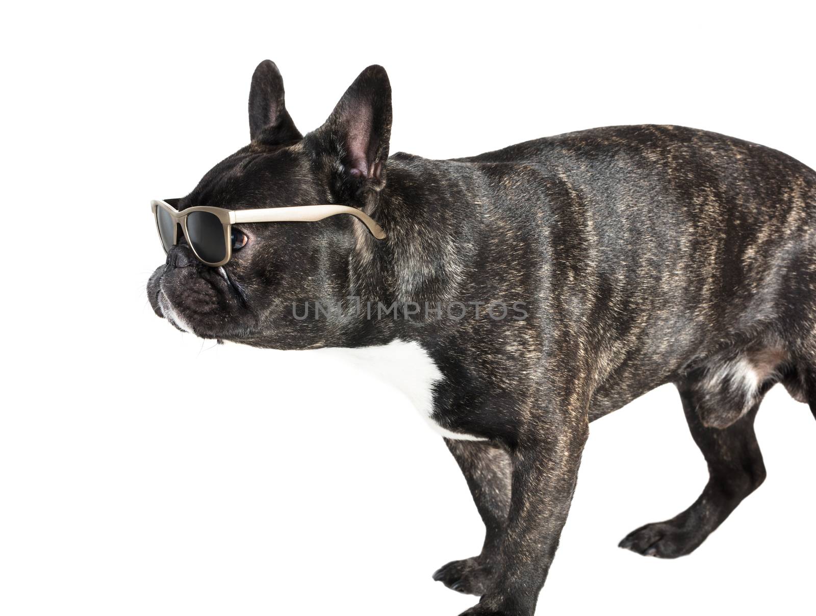 dog French bulldog in glasses on white isolated background 