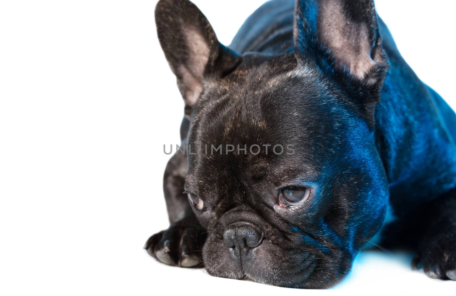 animal dog French bulldog lying on white isolated background