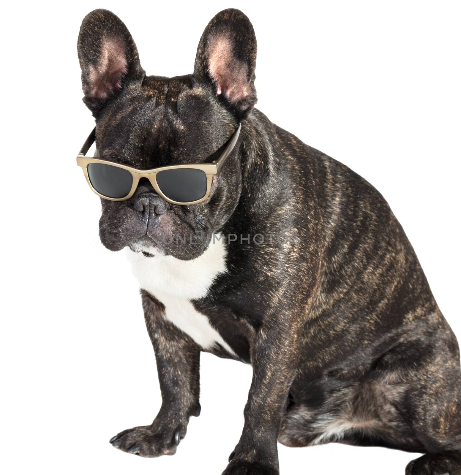 dog French bulldog in glasses  by MegaArt