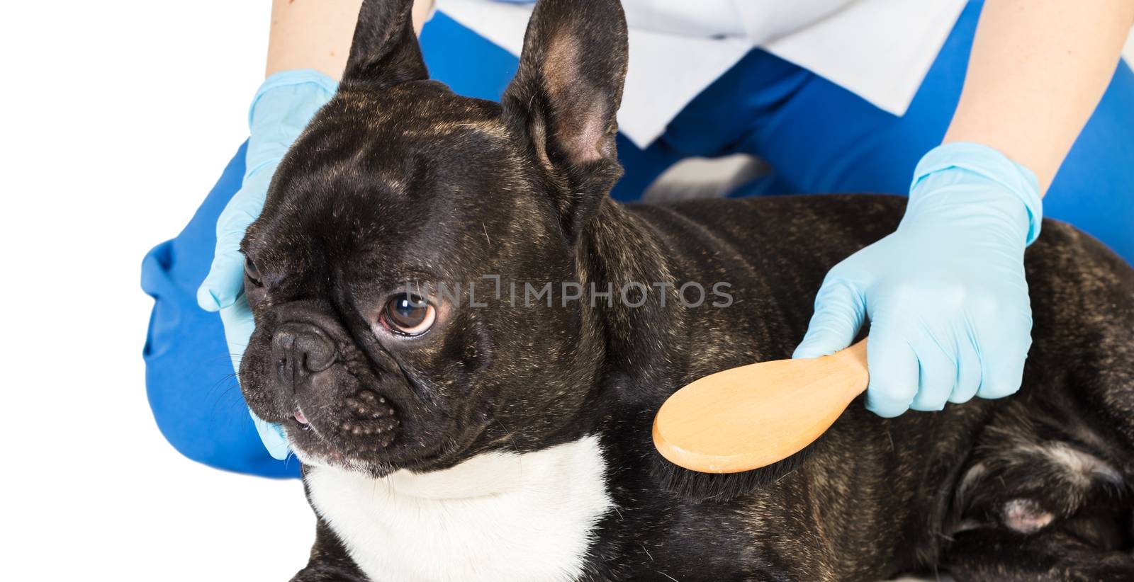 veterinarian combs the dog's fur to a French bulldog