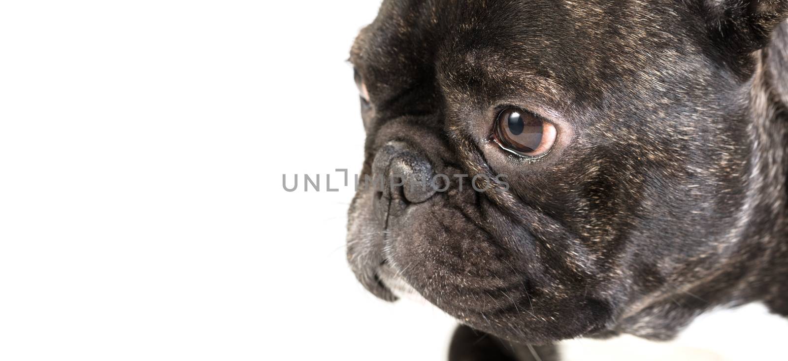 animal dog French bulldog on white isolated background