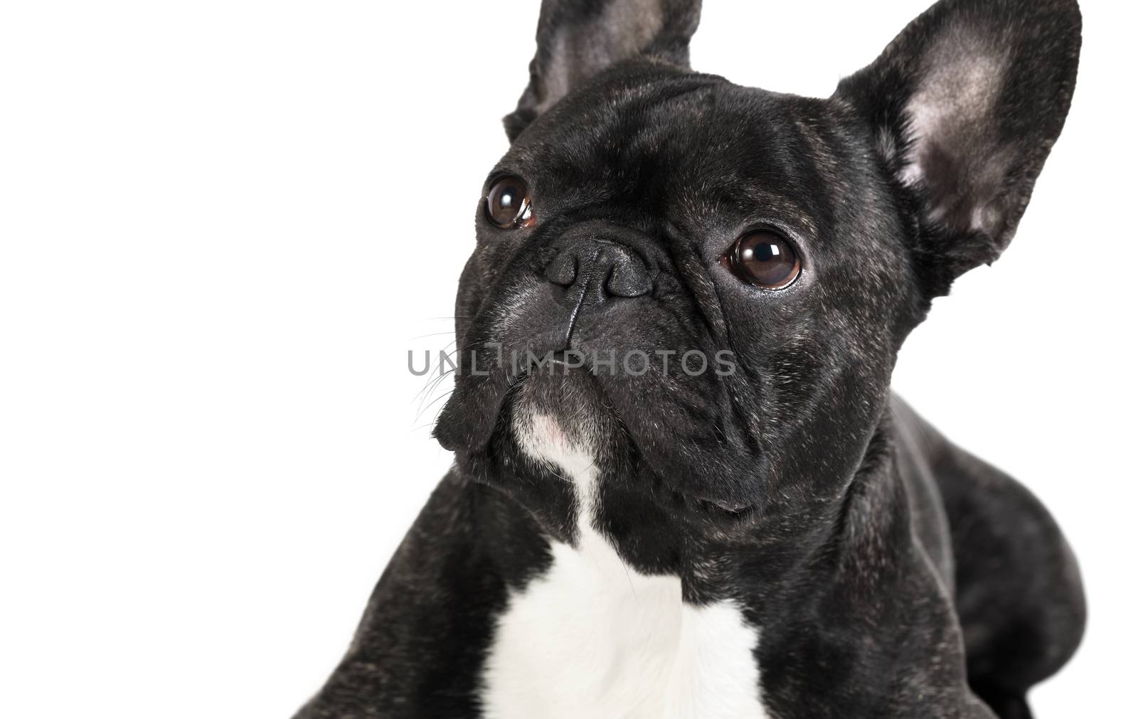 animal dog French bulldog on white isolated background