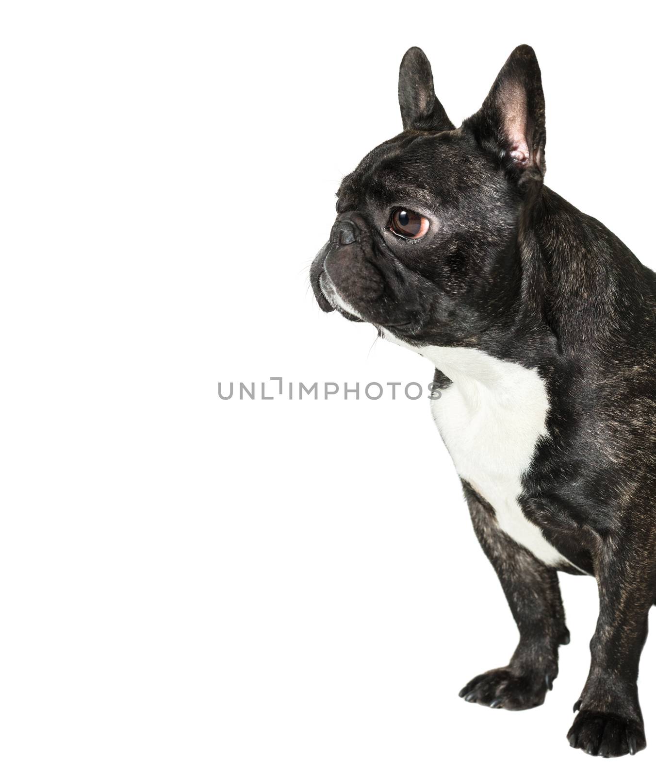 dog French Bulldog on a white isolated background