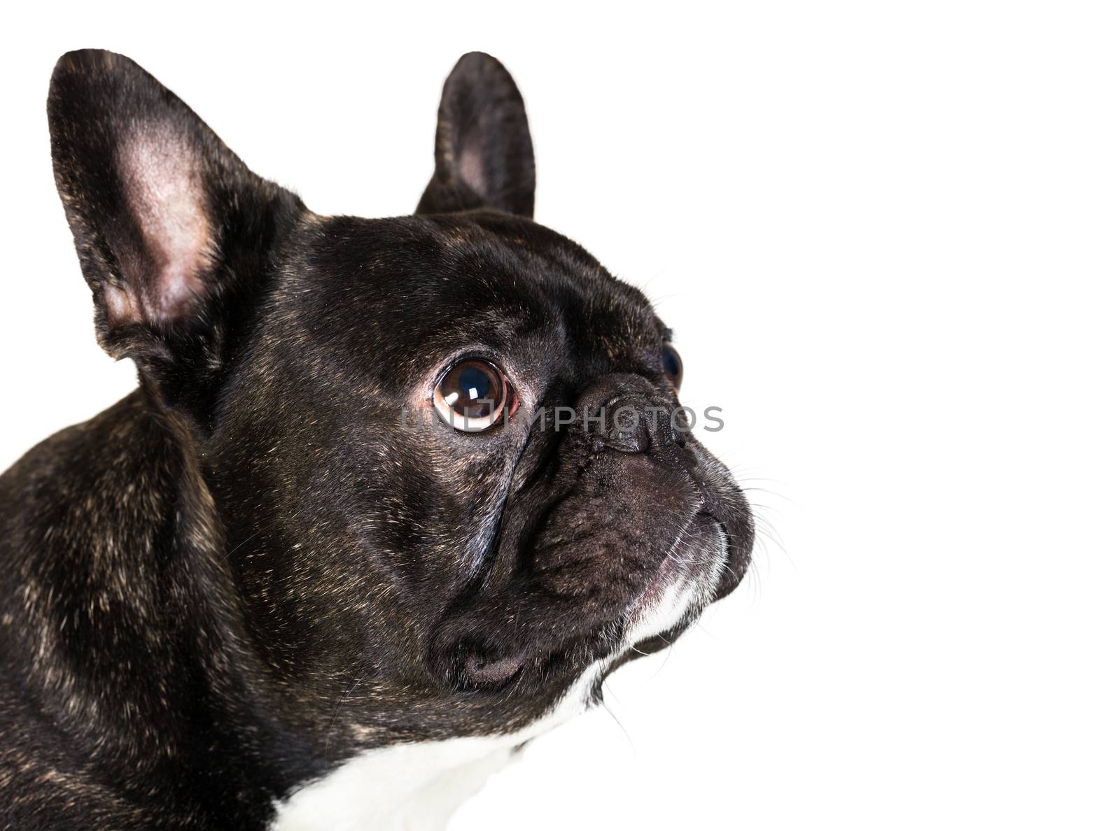 animal dog French bulldog on white isolated background