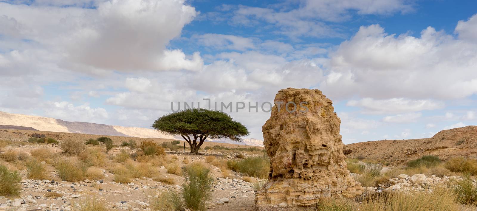 Trekking in Negev dramatic stone desert, Israel  by javax