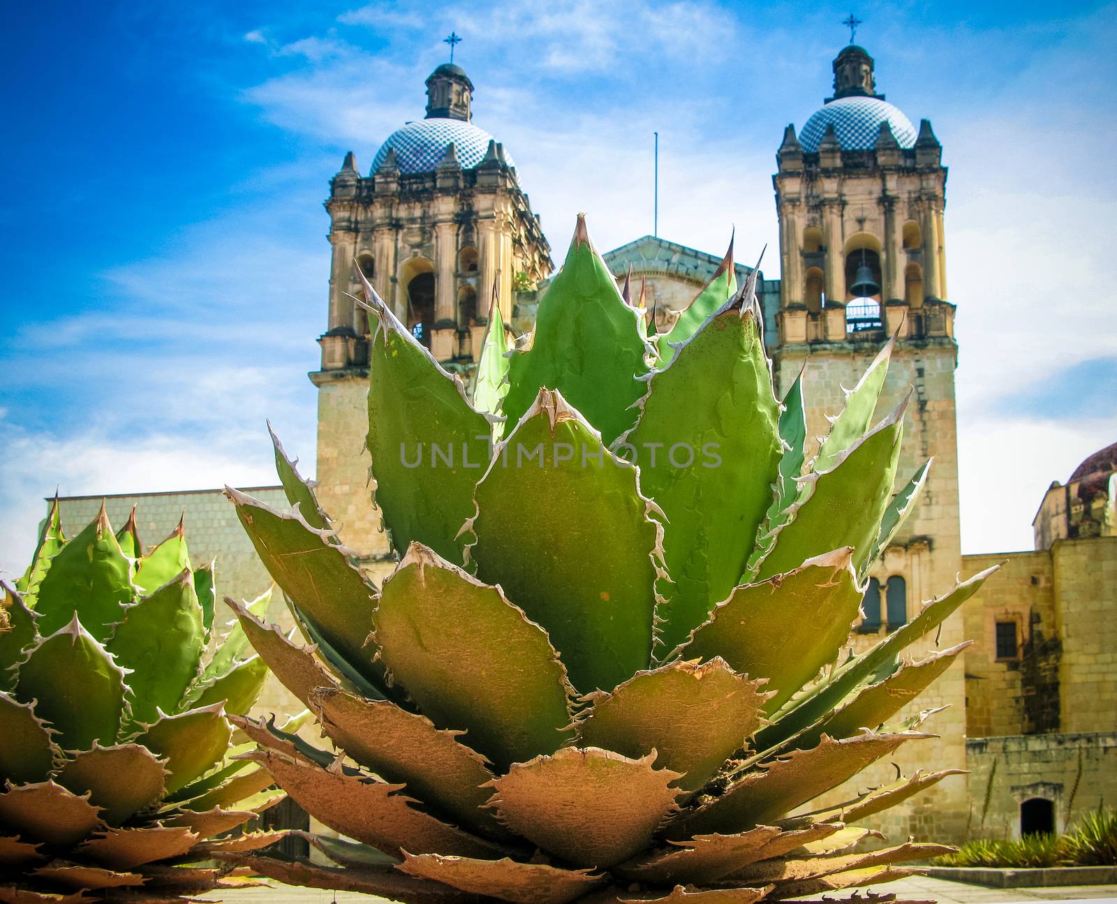 View to Oaxaca cathedral with agave plant Mexico by homocosmicos