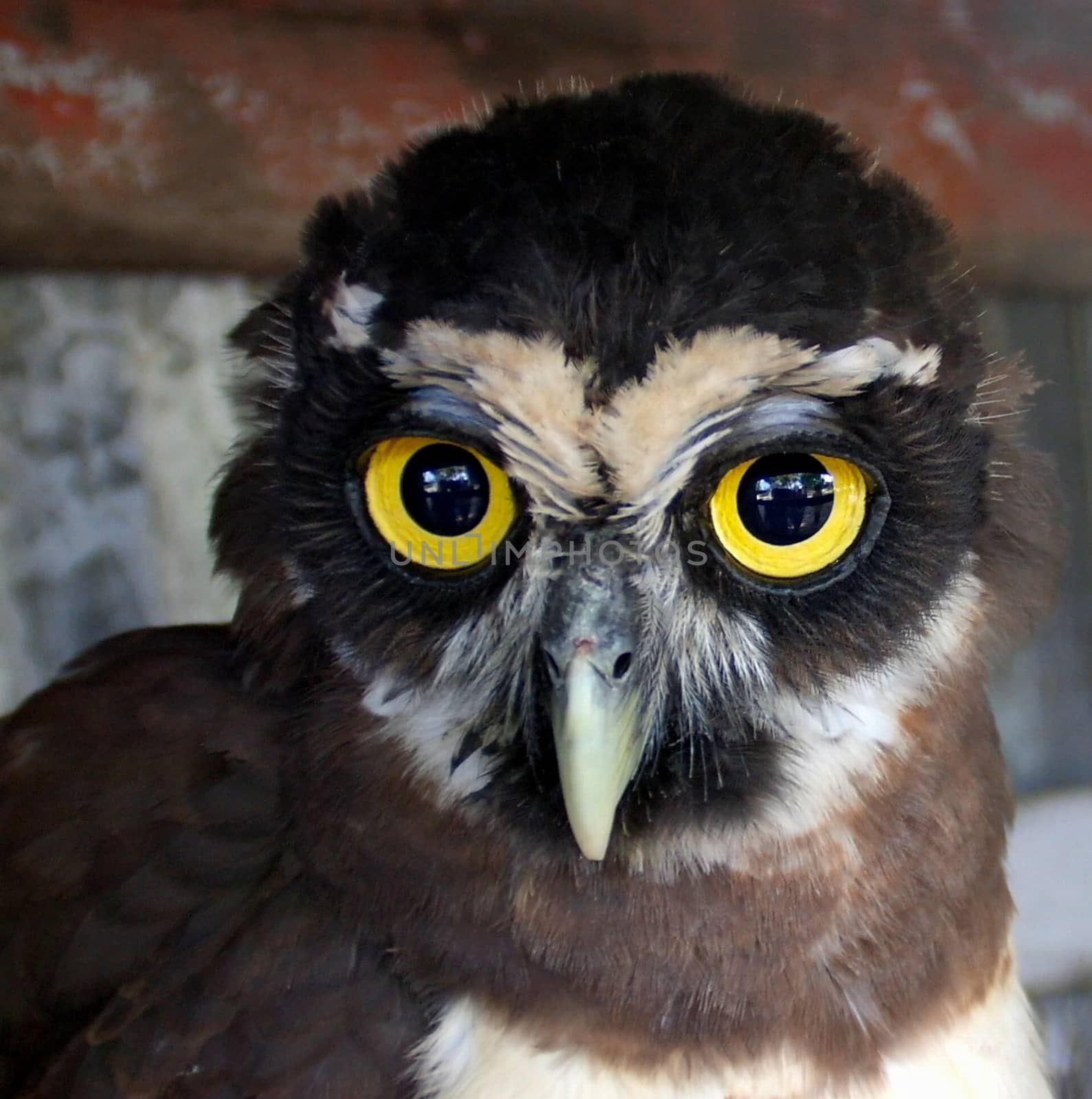 Portrait of young owl chick in Galibi, Maroni, Suriname