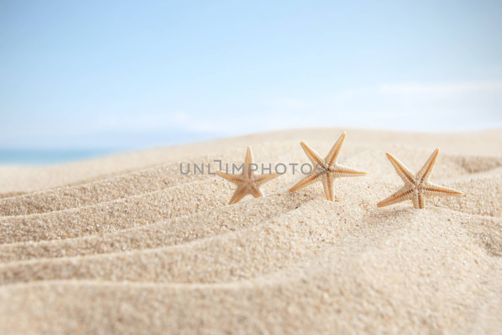 Starfish on a sandy beach 
