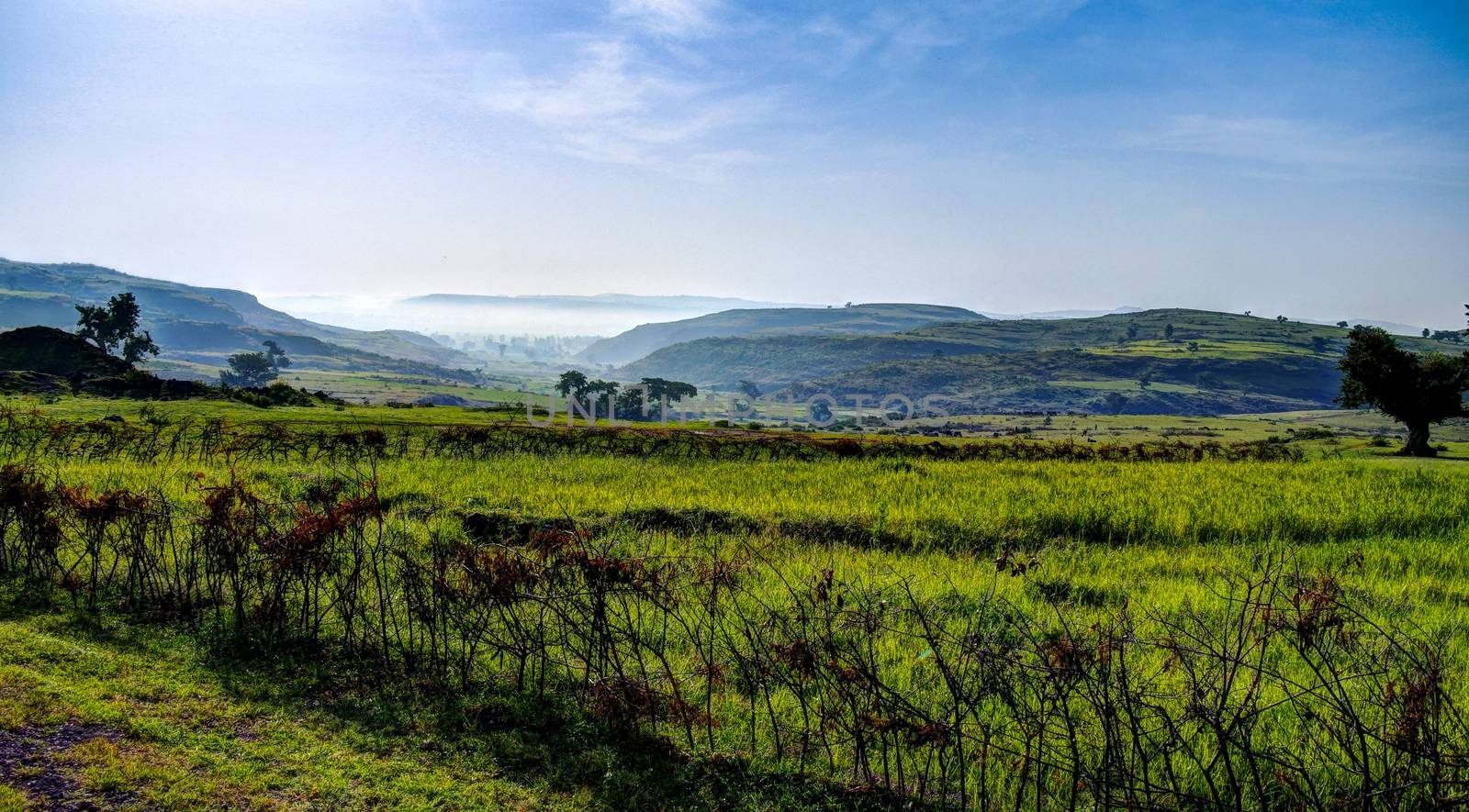 Agriculture landscape with fields of teff in Ethiopia by homocosmicos