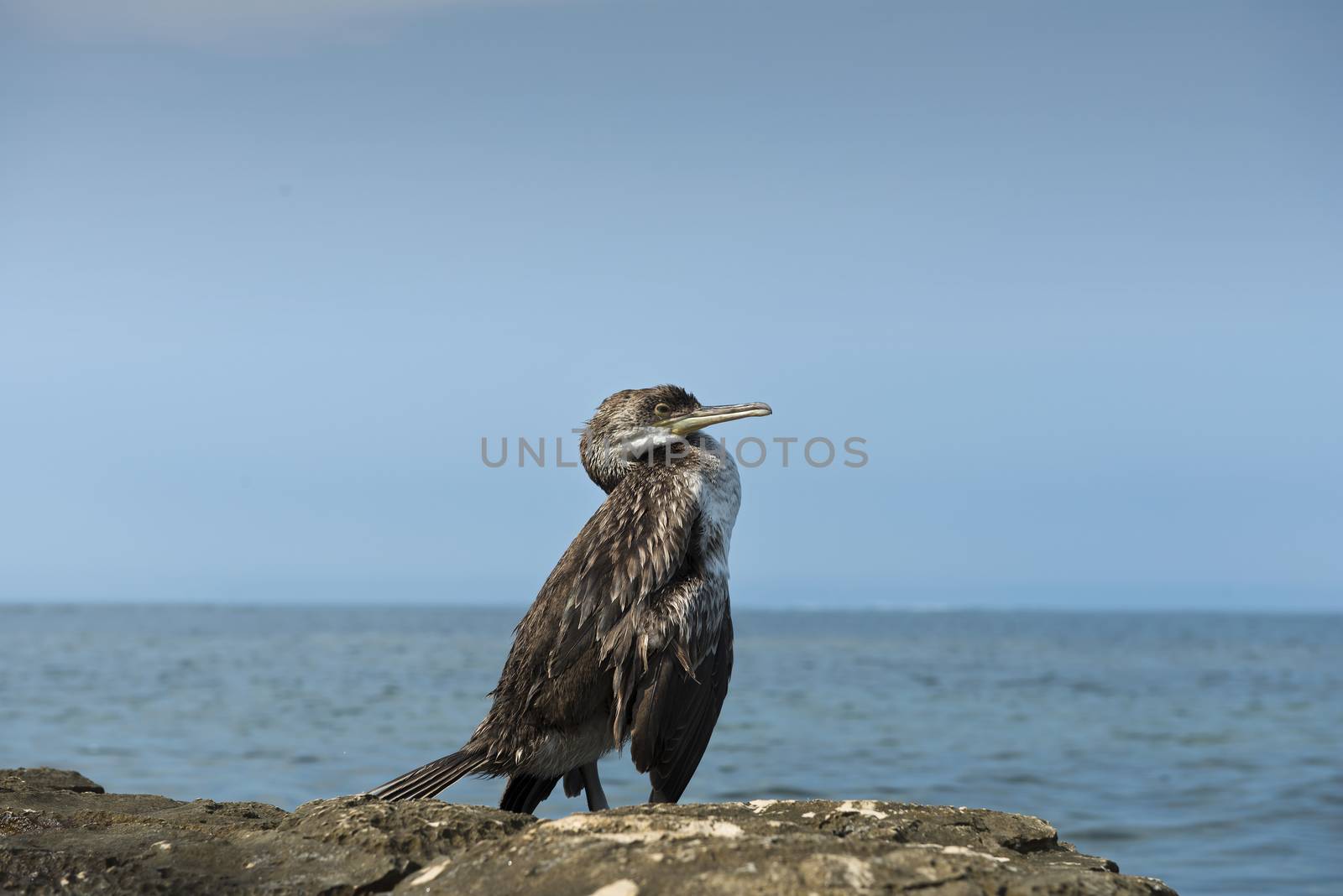 a cormorant on the rocks