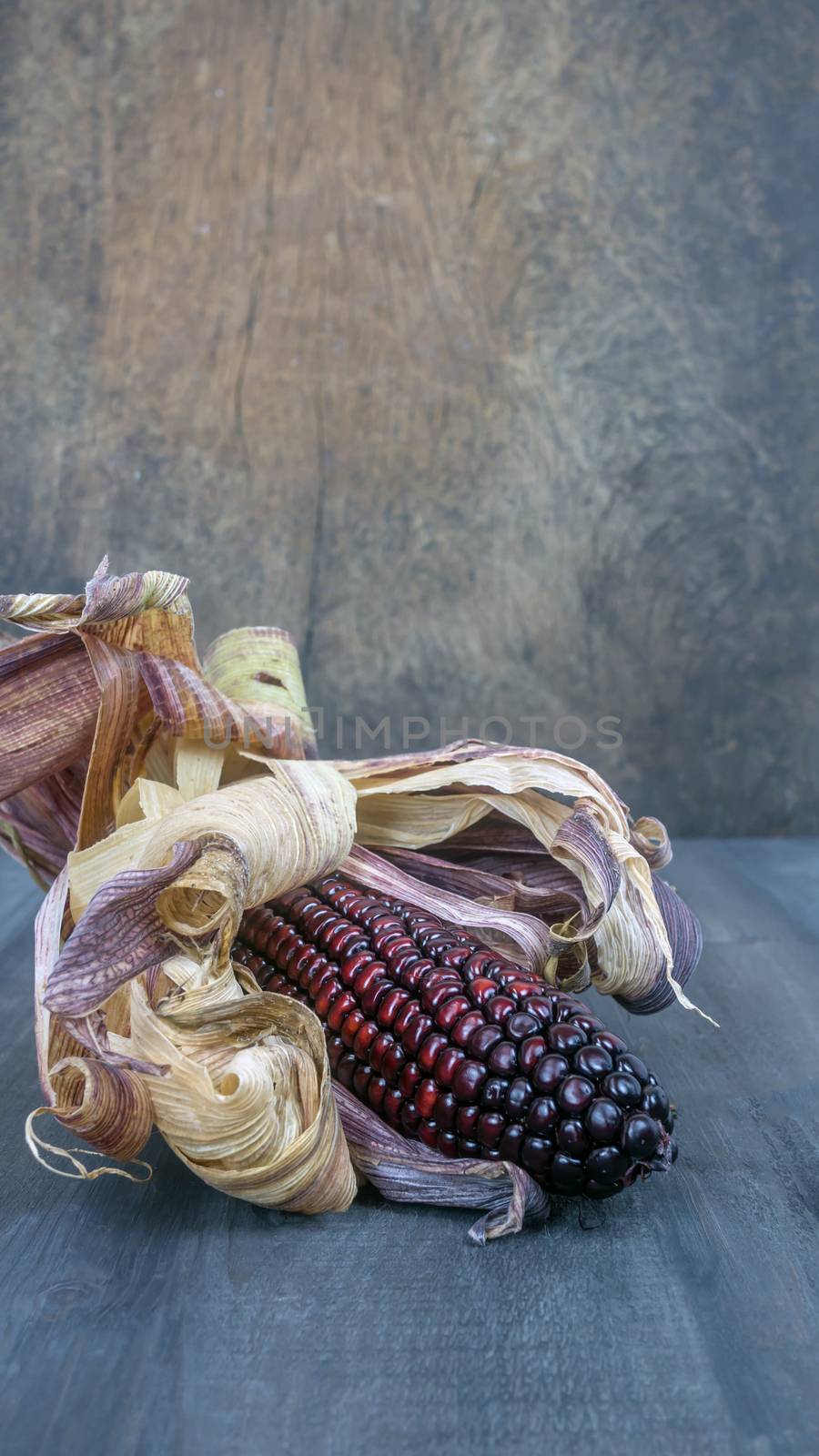  purple corn cob  by rakratchada