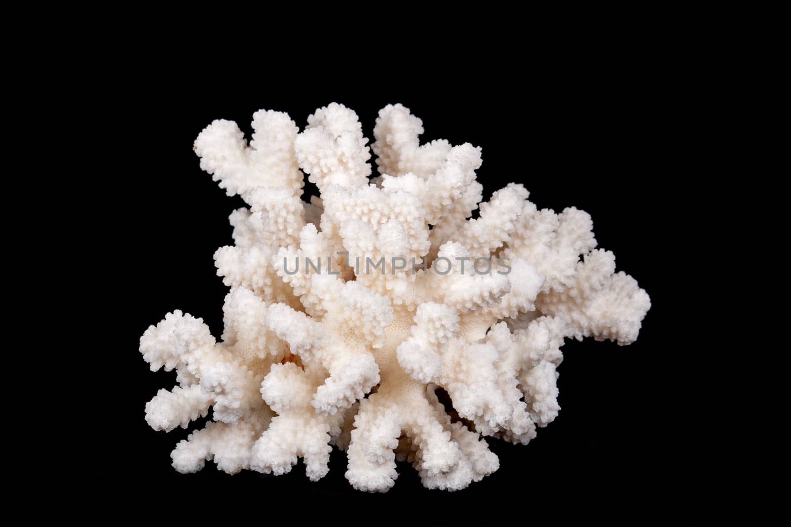 Beautiful shapes and patterns on a white sea coral closeup on a black background