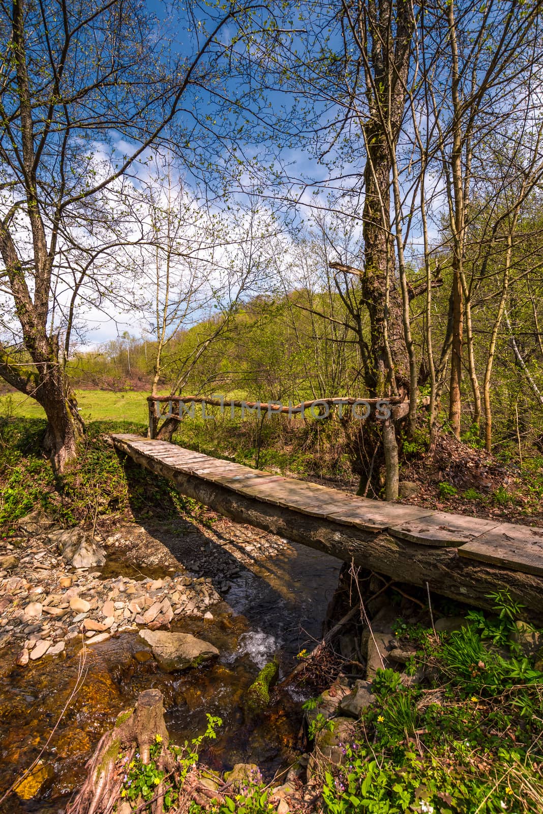 wooden bridge through forest stream. beautiful nature scenery in springtime