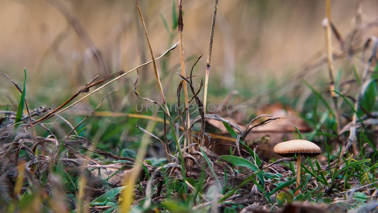 Forest little brown mushroom in the grass