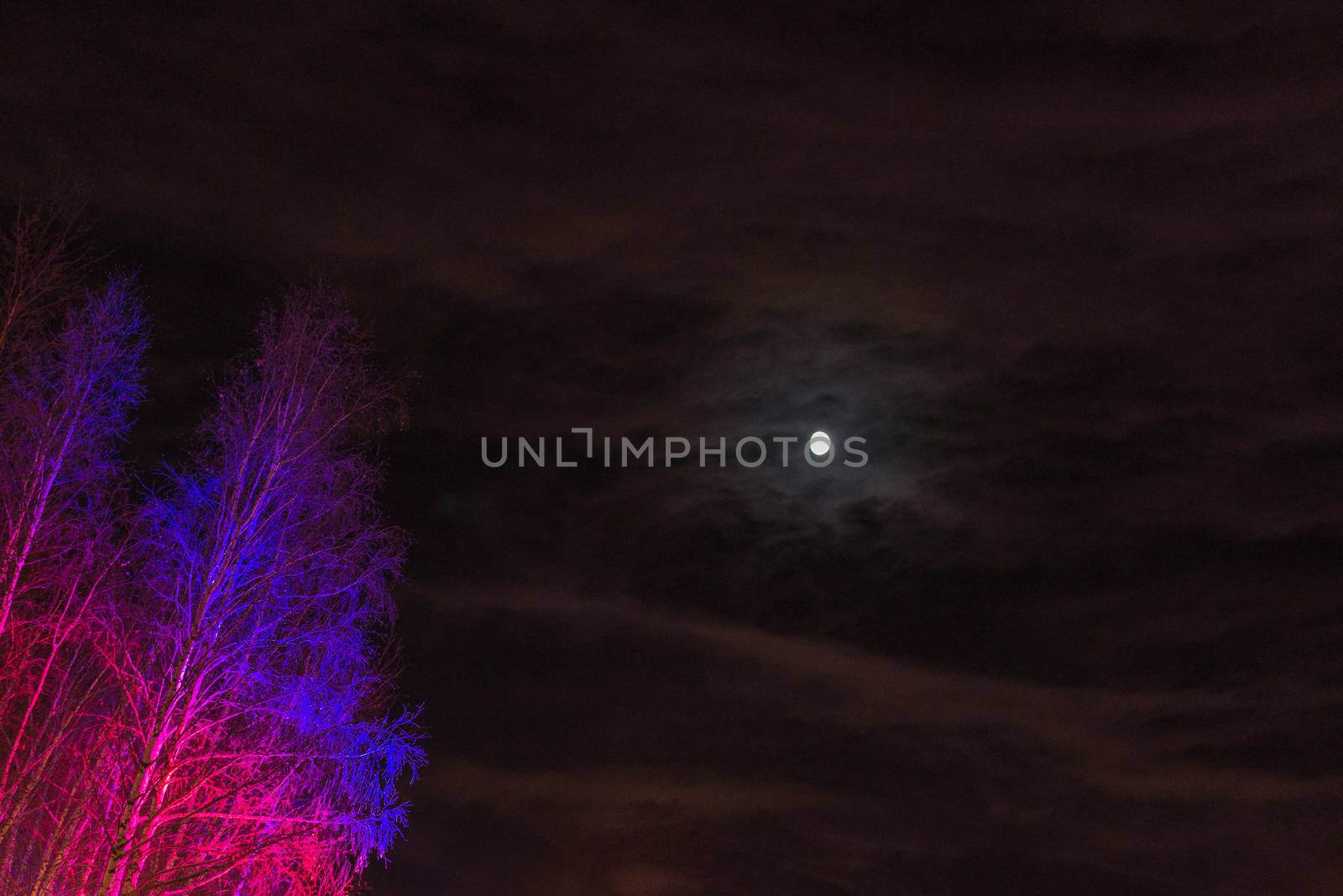 the moon and the trees winter sky beautiful trees