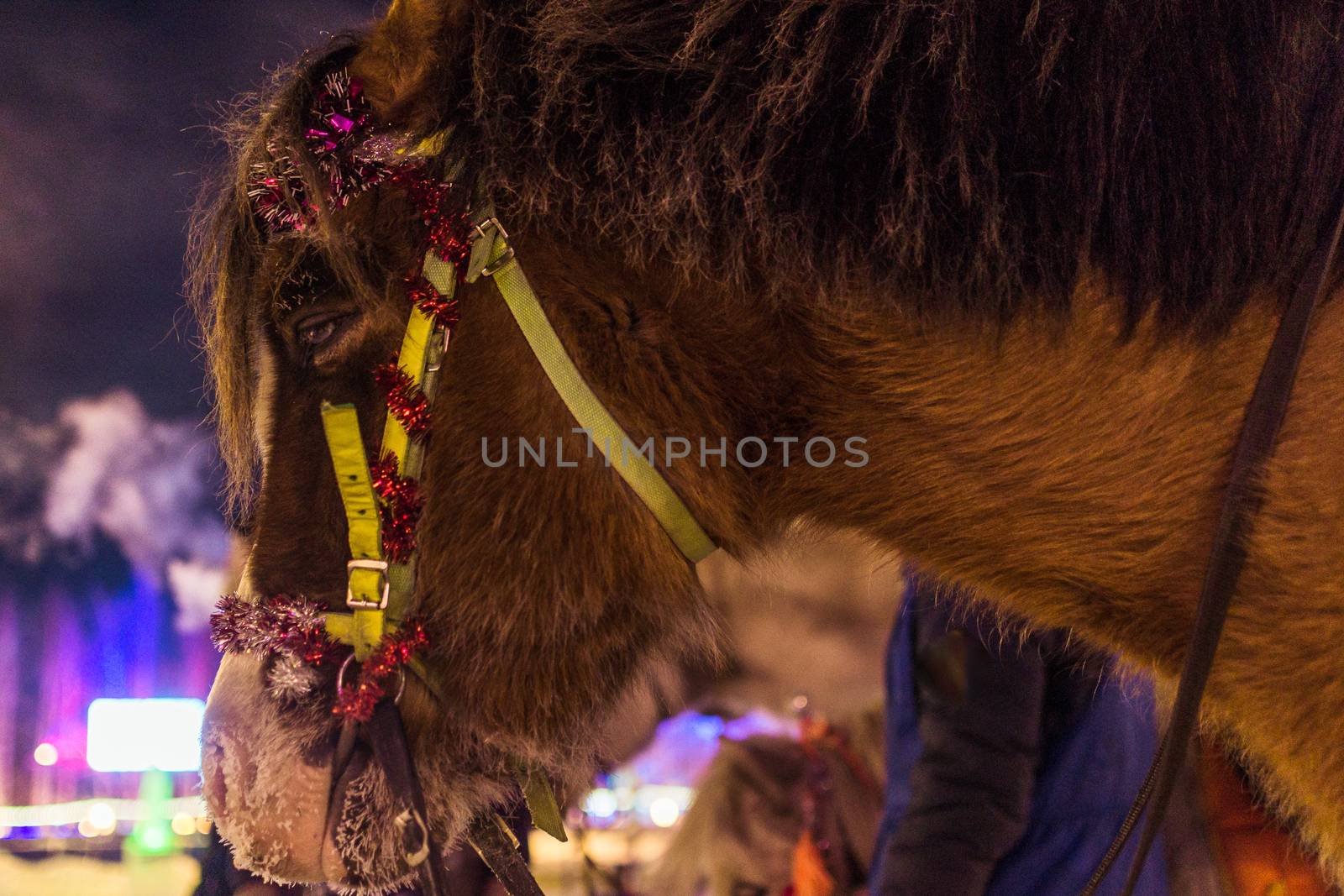 the horse in winter, sad eyes pain in the eyes of the animal