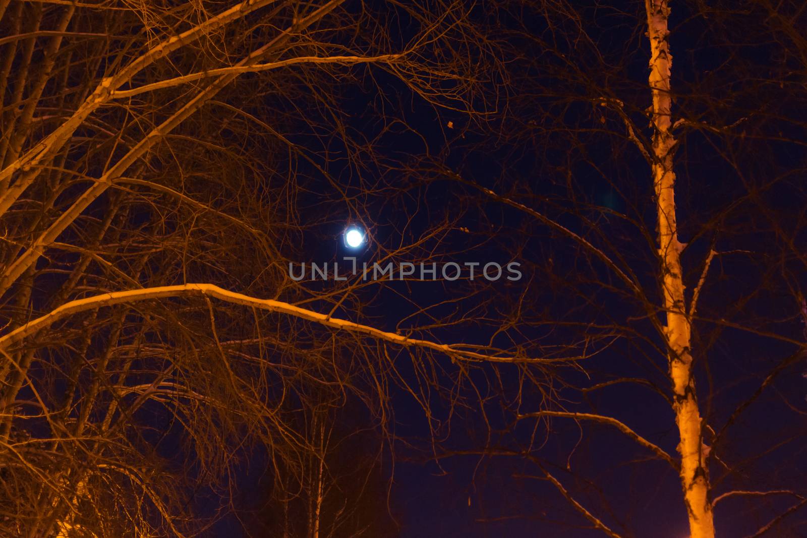 the moon and the trees winter sky beautiful trees