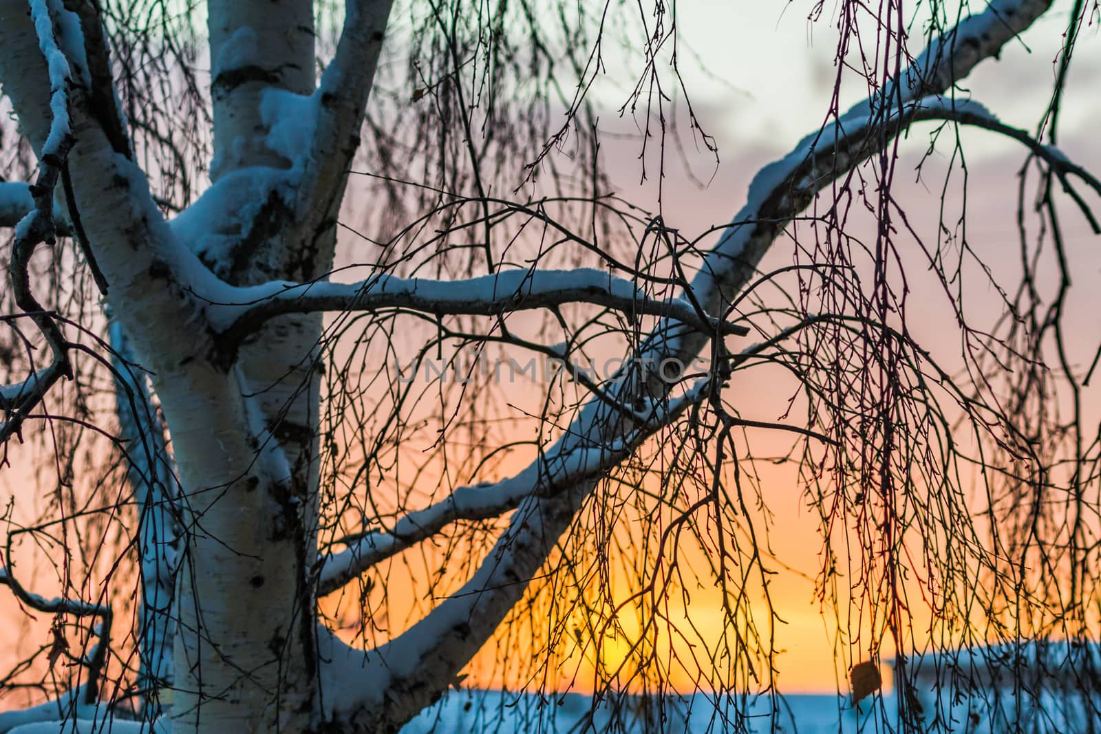 tree at sunrise in winter, early morning snow