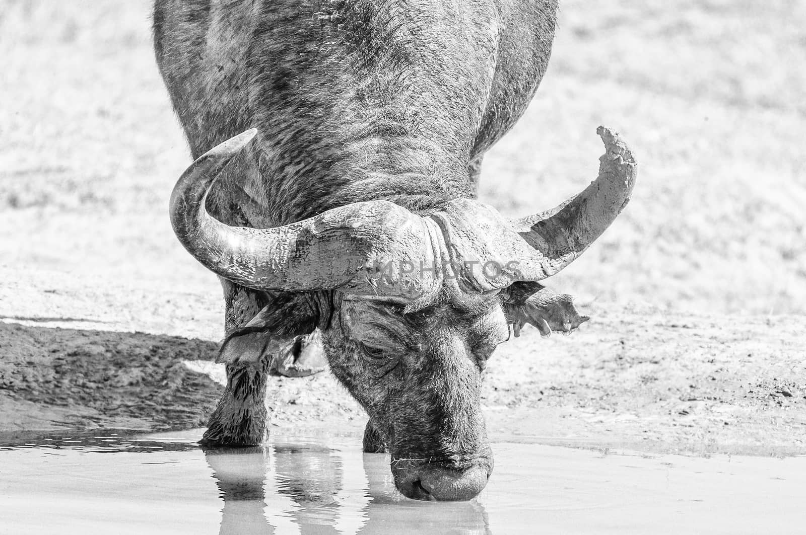 A monochrome muddy Cape Buffalo, Syncerus caffer, drinking water