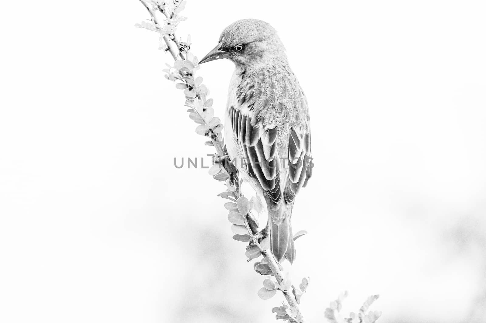 A monochrome male Cape weaver, Ploceus capensis, on a branch