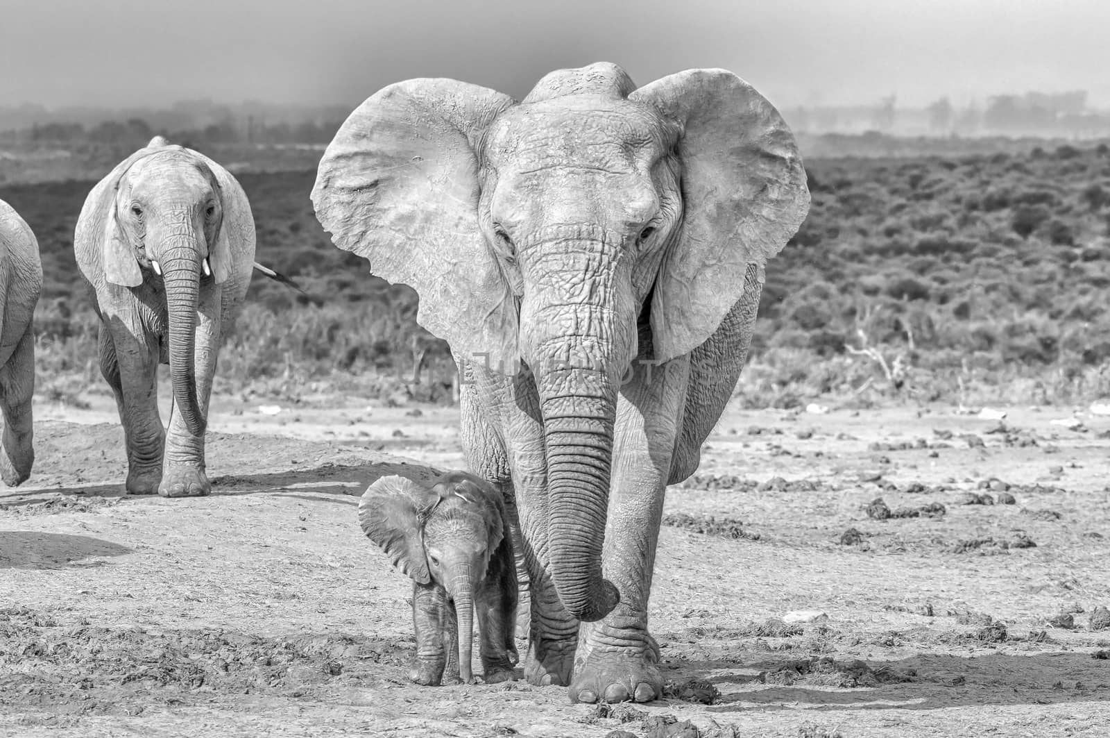 A tiny elephant calf, Loxodonta africana, walking next to its mother. Monochrome