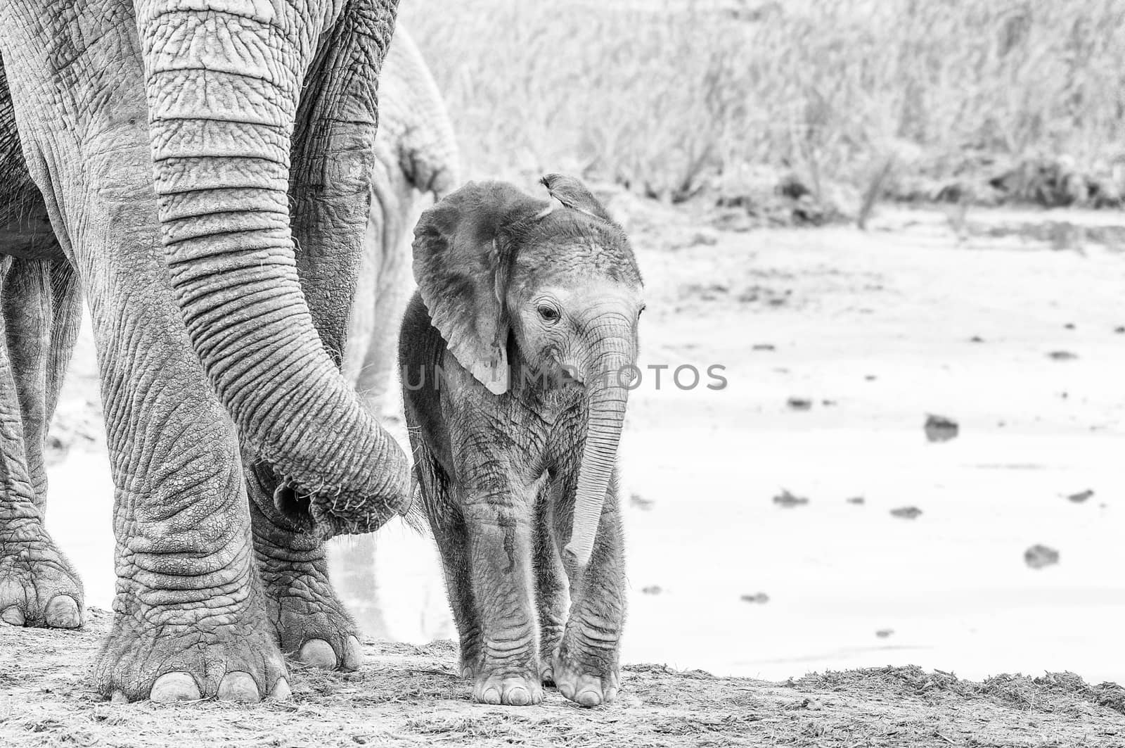 A tiny monochrome African elephant calf, Loxodonta africana, next to its mothers trunk