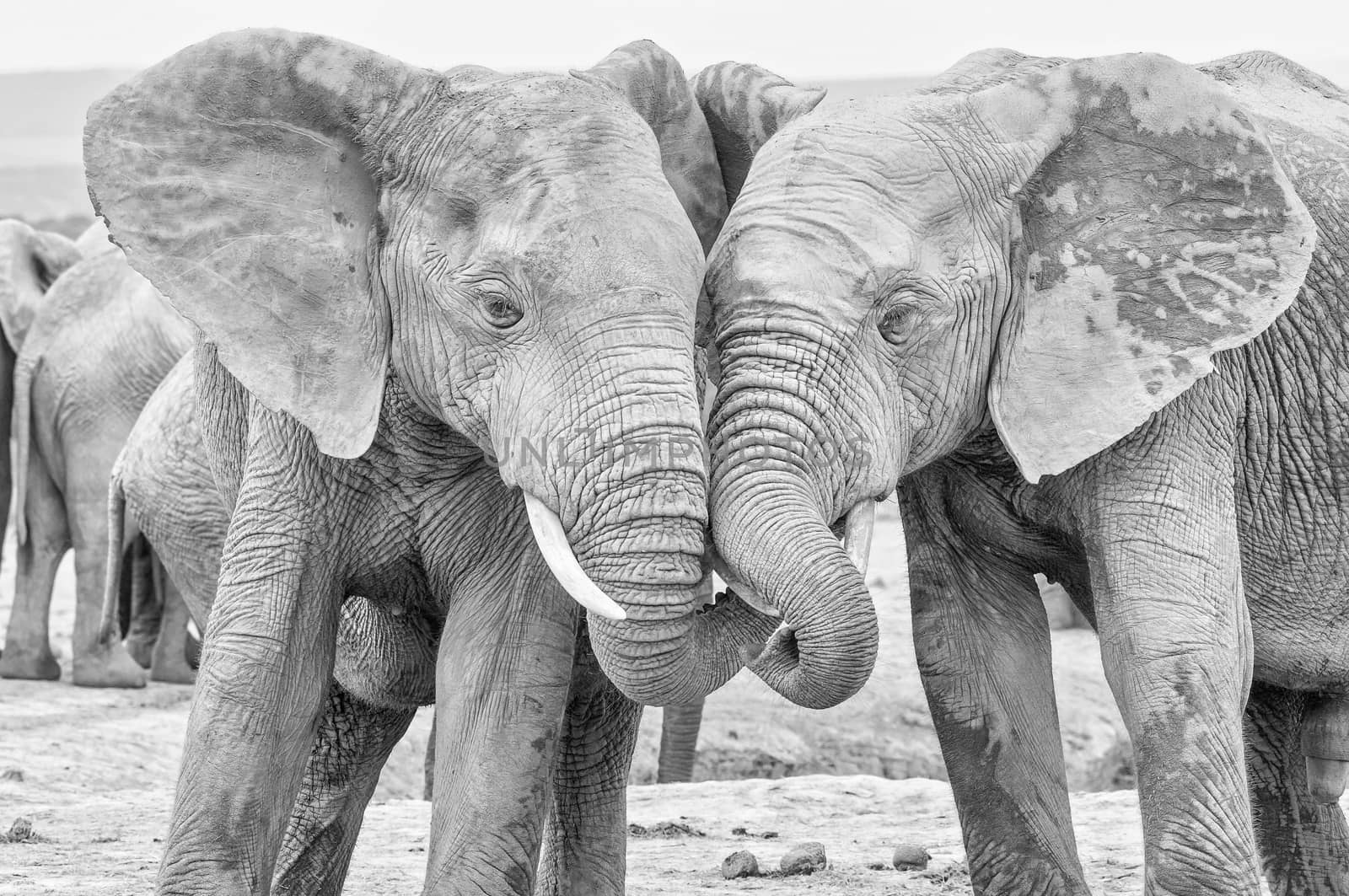 Two young, monochrome , African elephants, Loxodonta africana, interacting