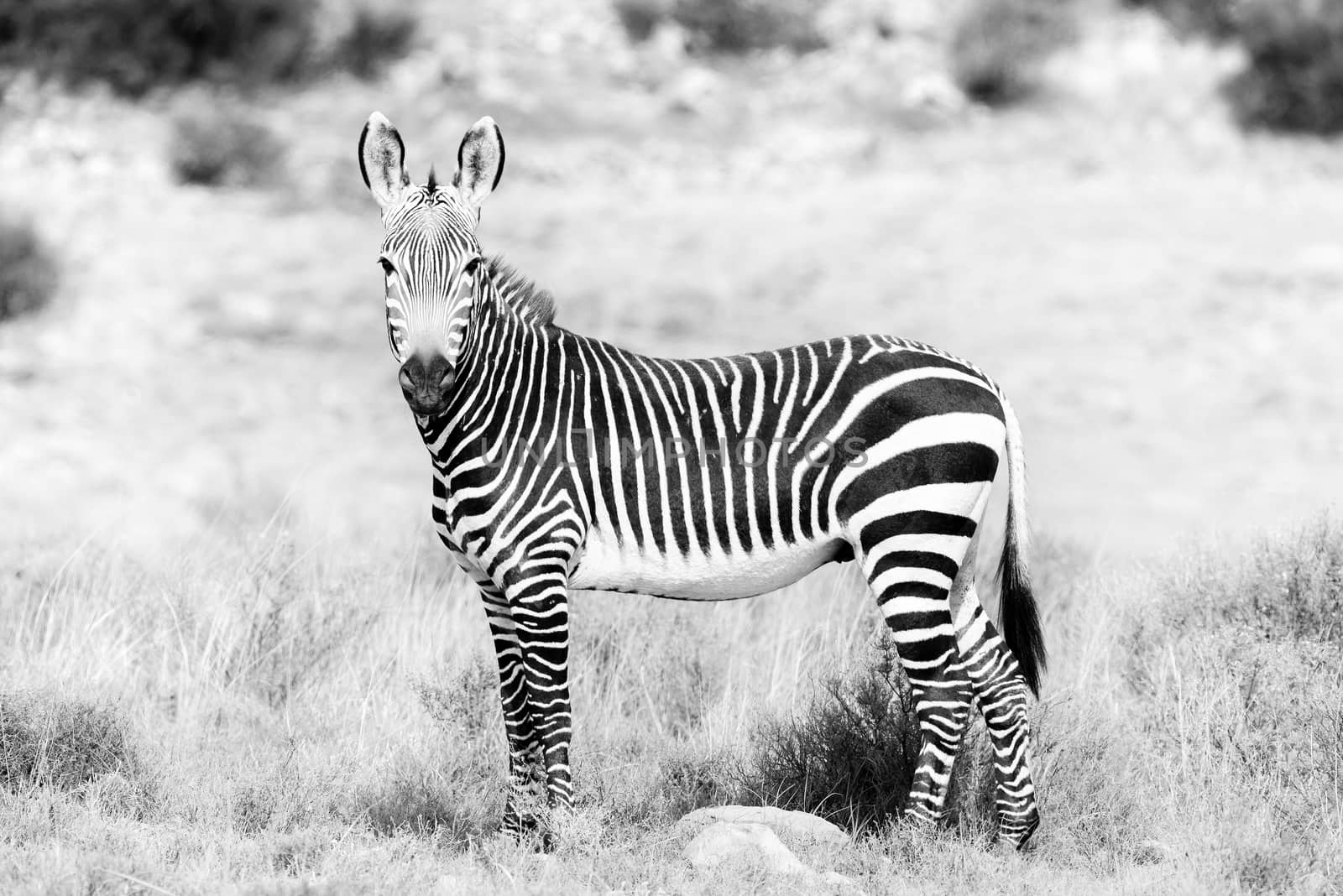 A mountain zebra, Equus zebra zebra, in the Mountain Zebra National Park near Cradock in South Africa. Monochrome
