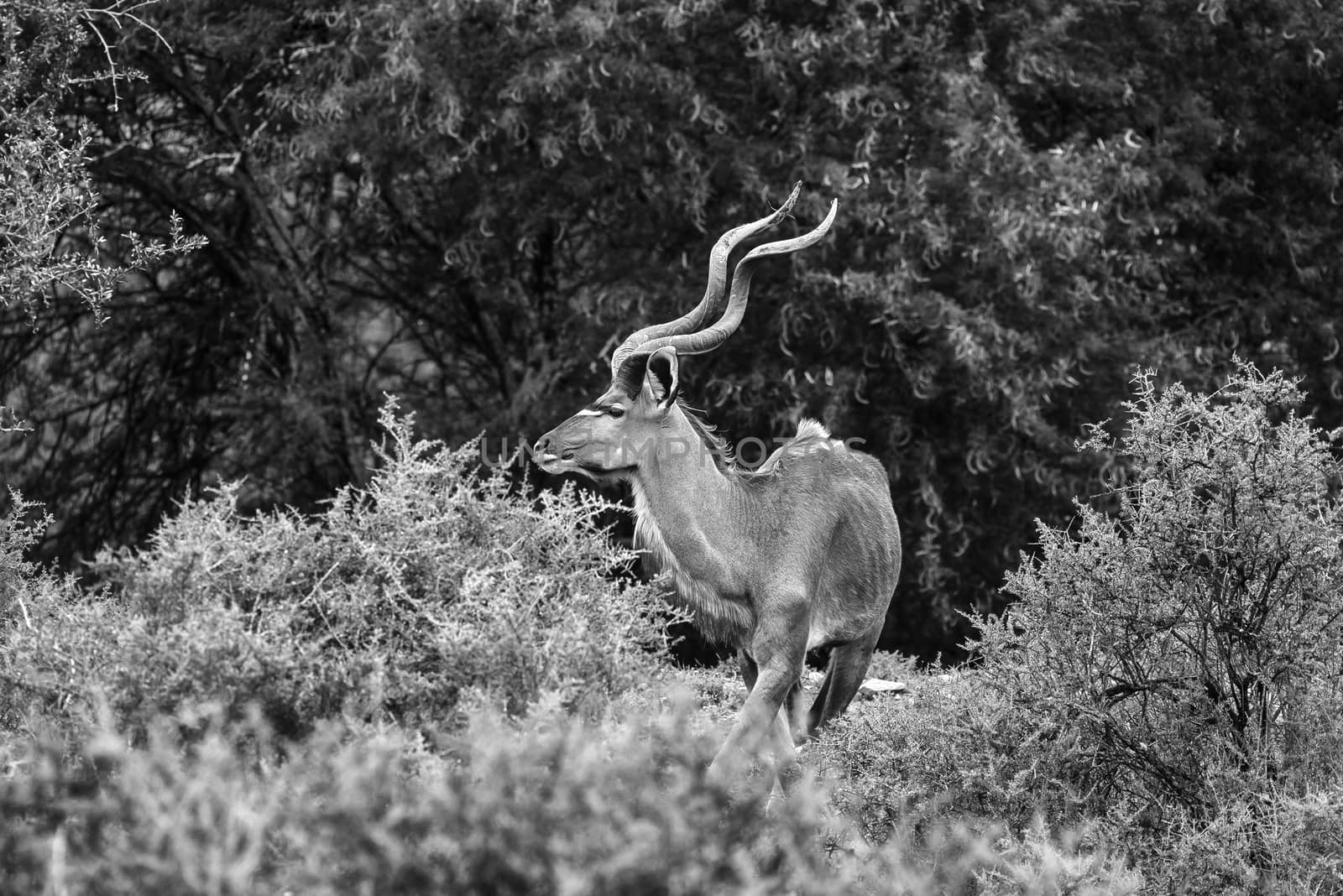 A monochrome kudu bull browsing in the Mountain Zebra National Park near Cradock in South Africa