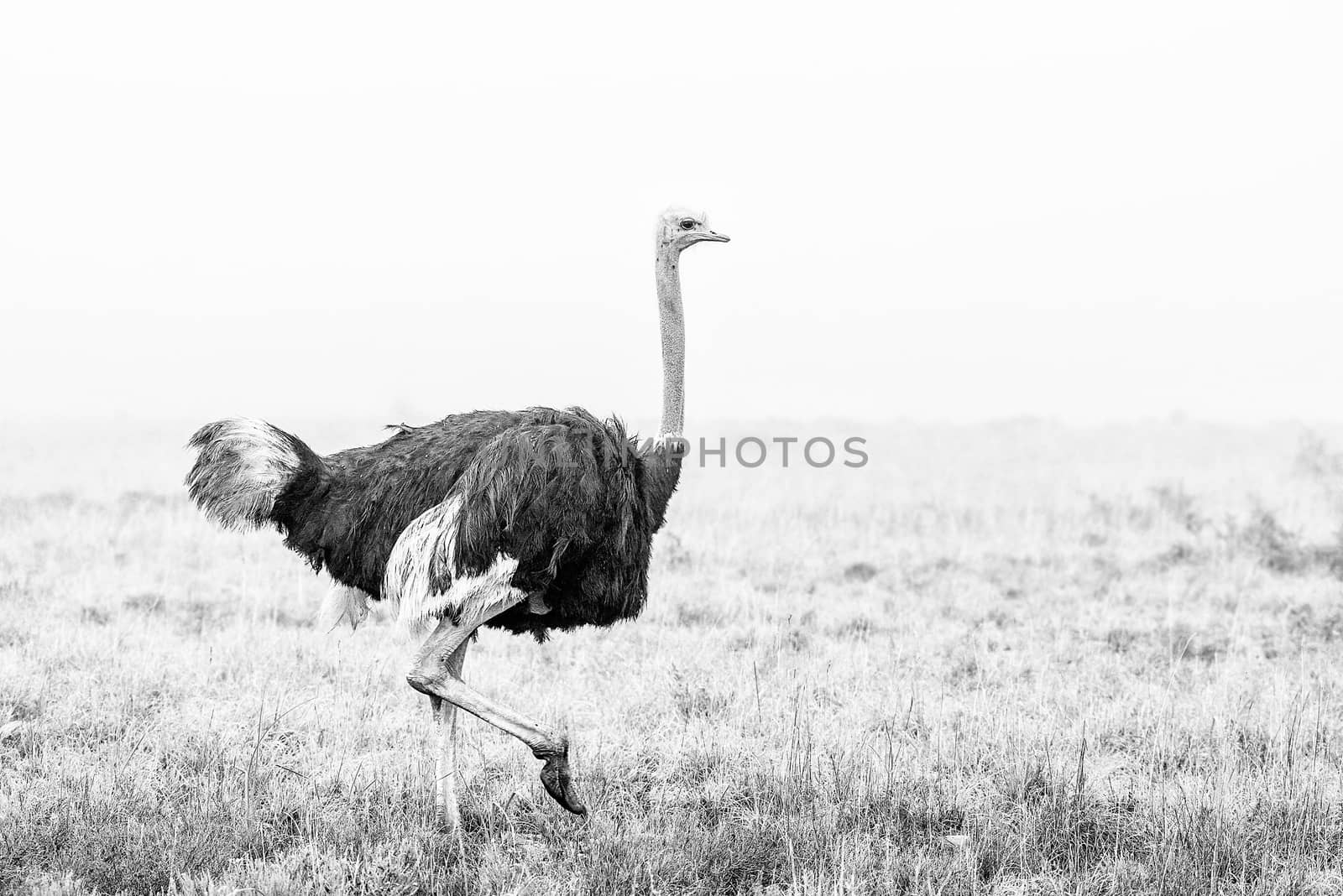 A monochrome ostrich running in the mist covering the mountains of the Mountain Zebra National Park near Cradock in South Africa