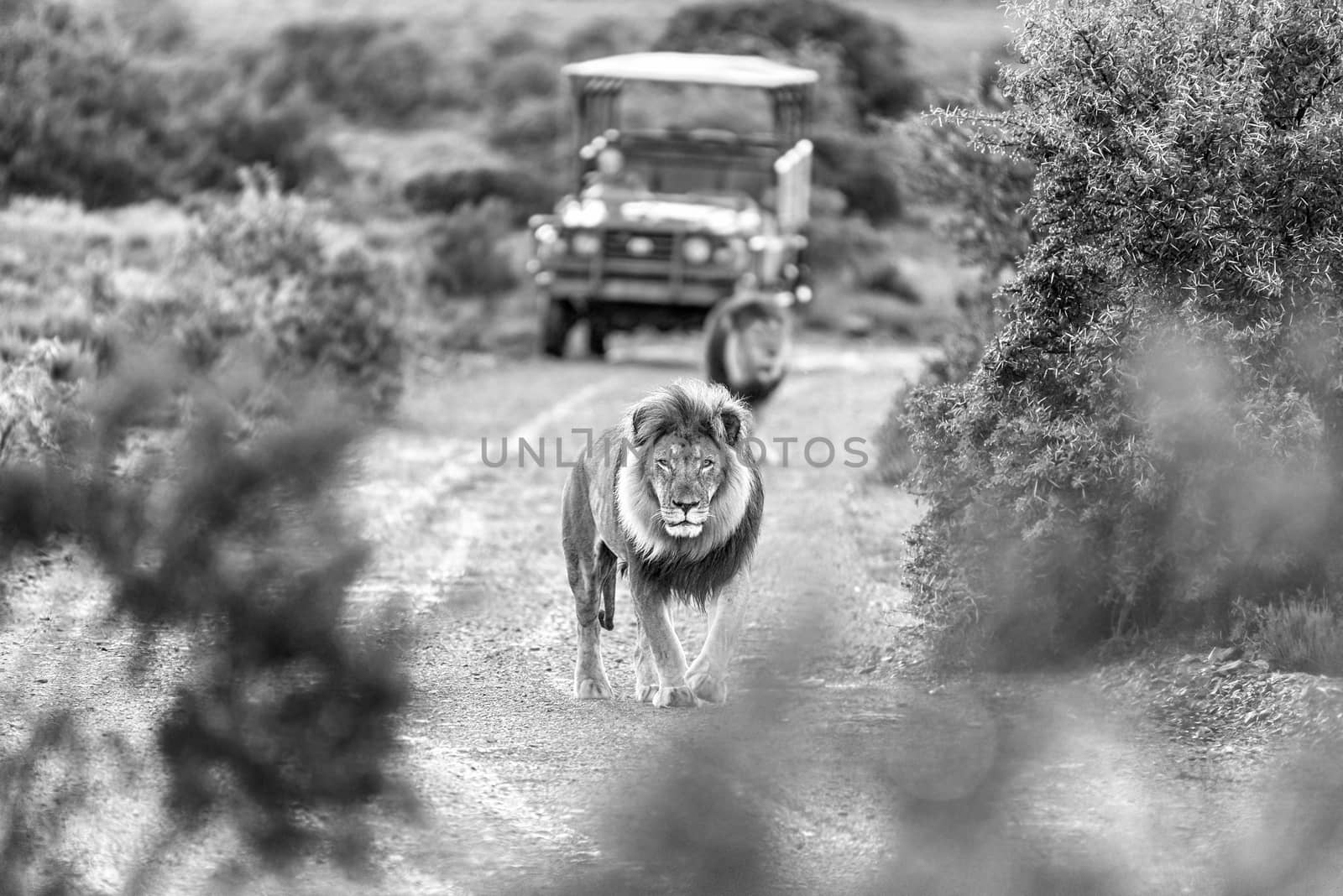 Two male lions in a typical scene on a game drive in a game park in South Africa. Monochrome