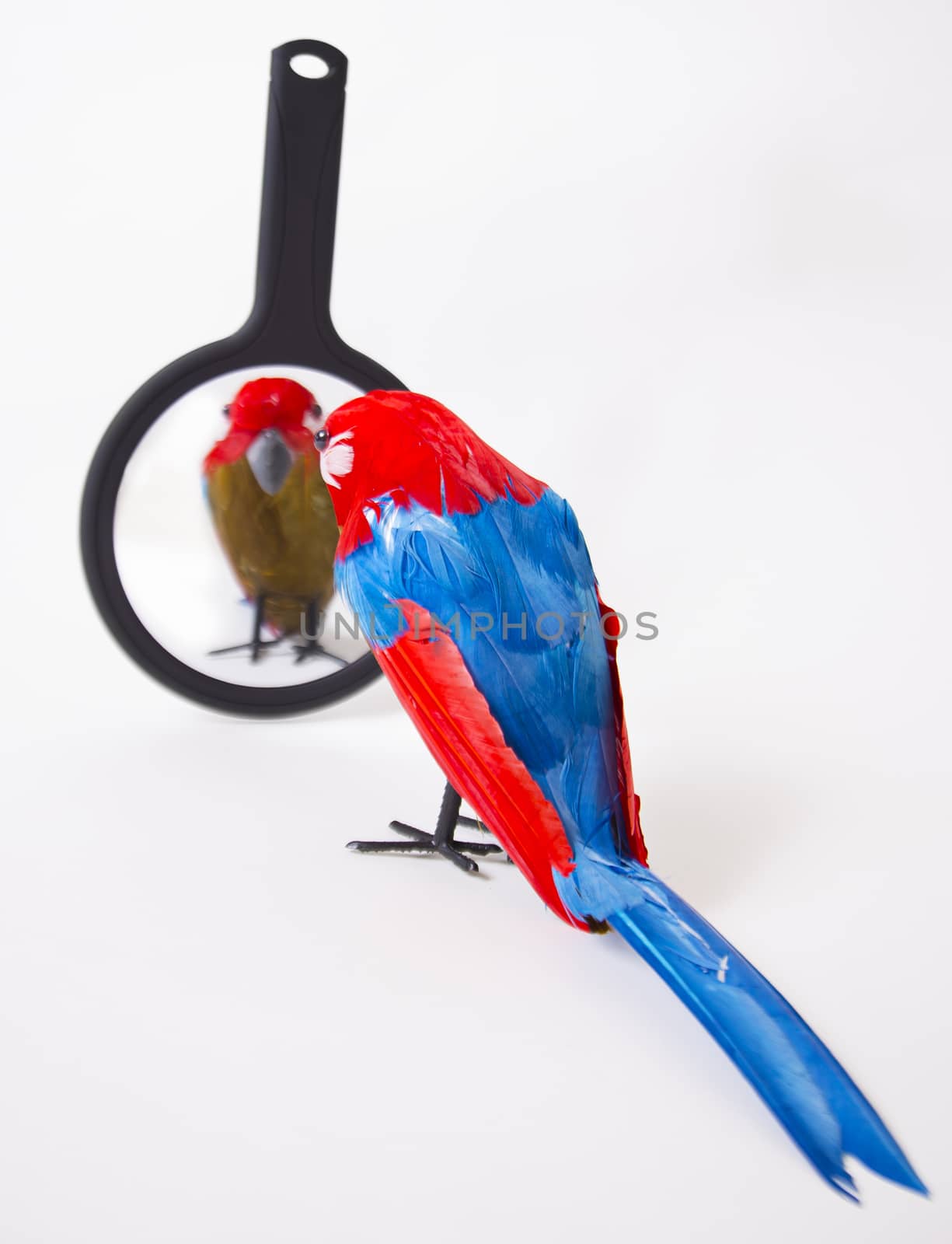 Fake parrot looking in a mirror by mypstudio